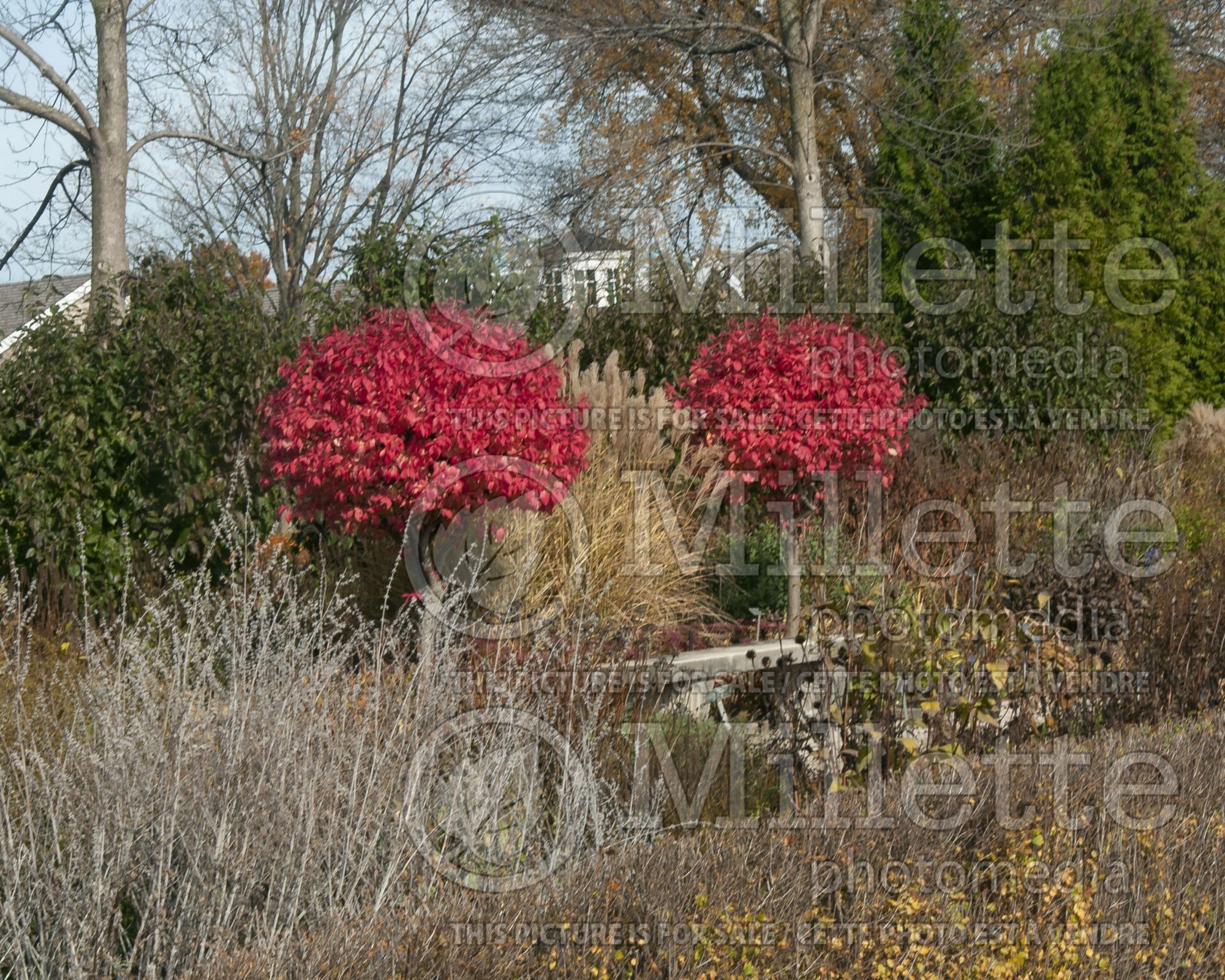Euonymus alatus (Burning Bush) 7
