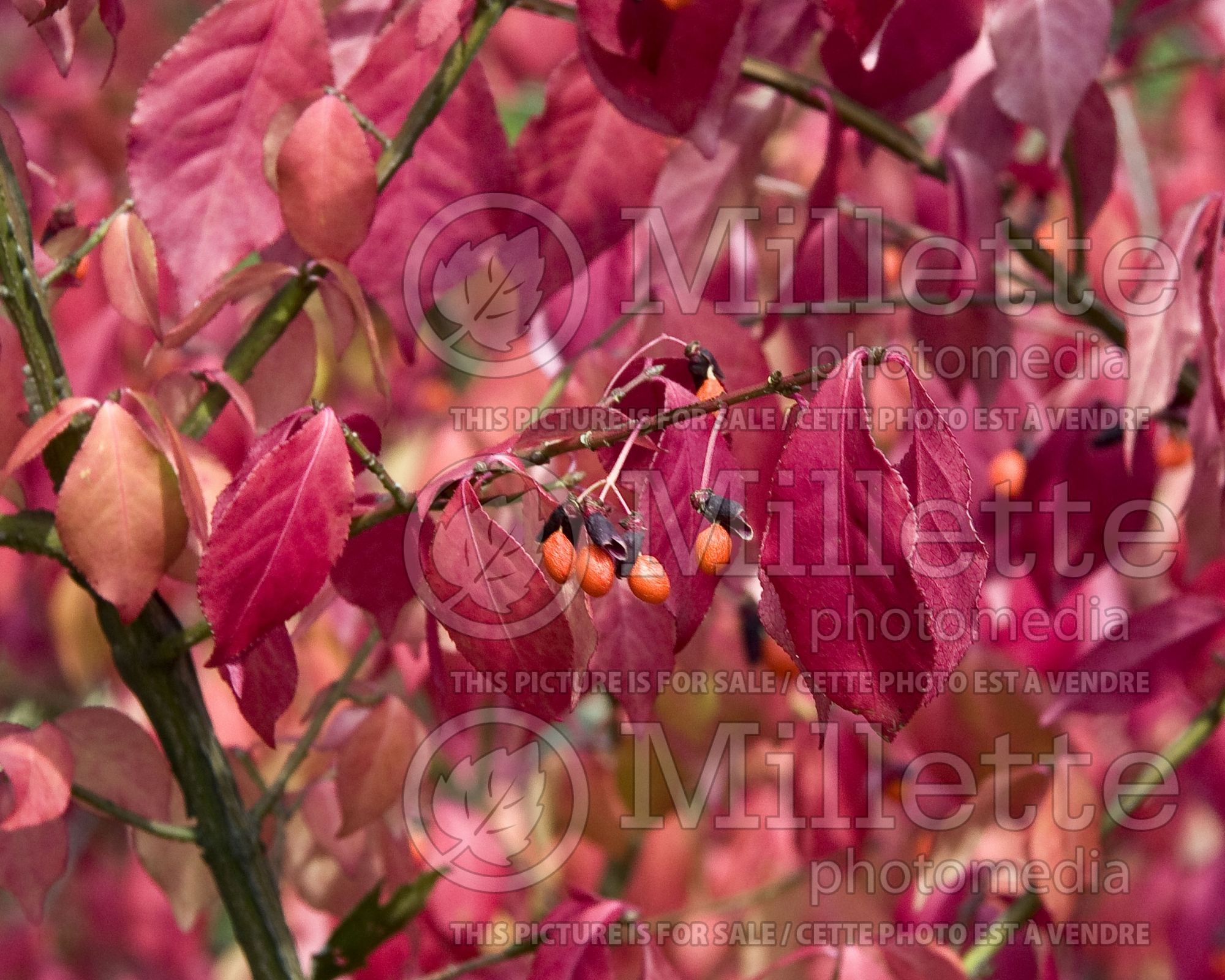 Euonymus Compactus (Dwarf Burning Bush) 14