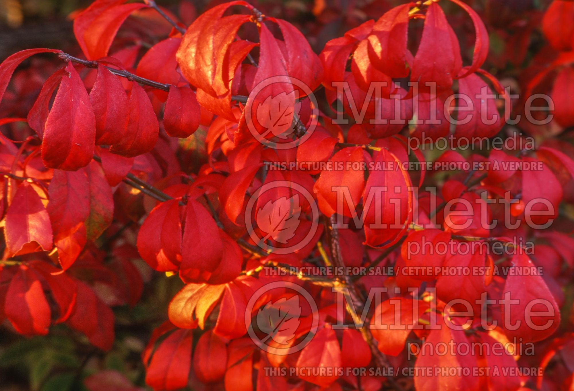 Euonymus Compactus (Dwarf Burning Bush) 8