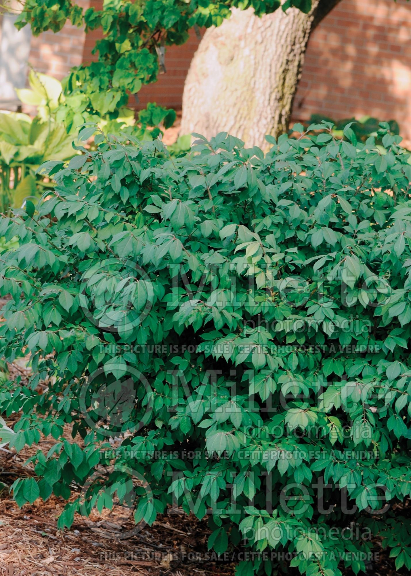 Euonymus Compactus (Dwarf Burning Bush) 10