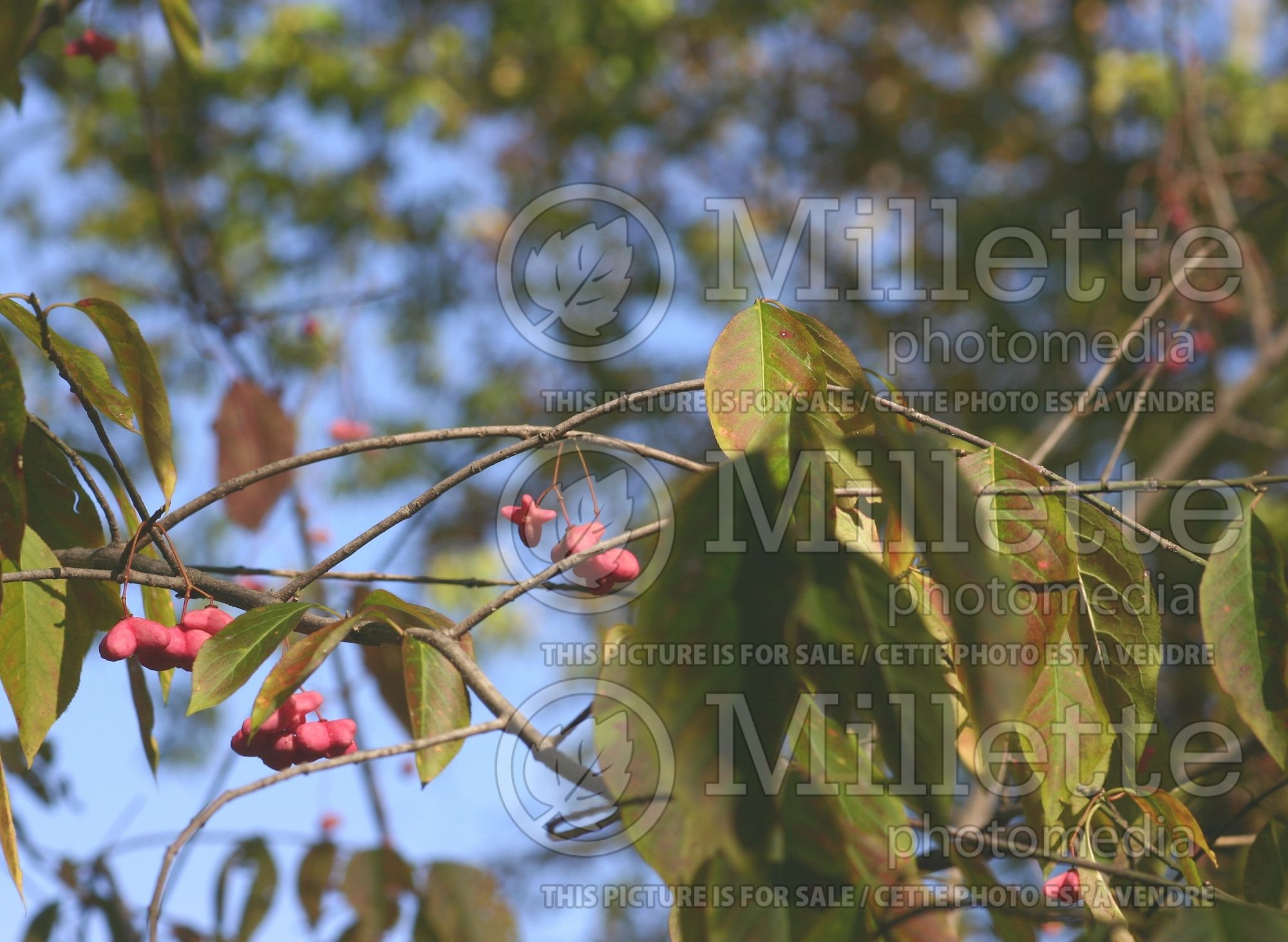 Euonymus atropurpureus (Eastern wahoo - burning bush) 1