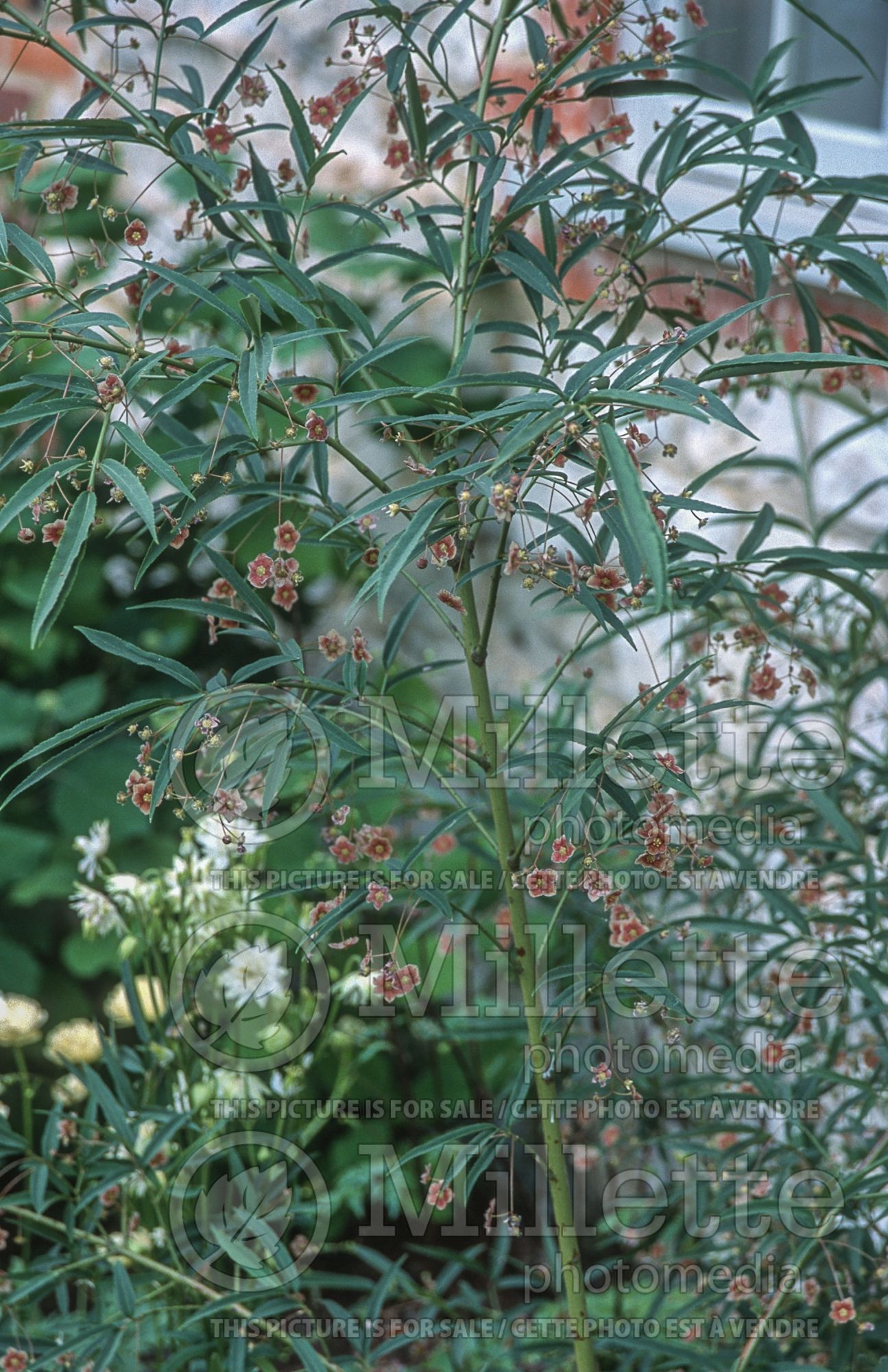 Euonymus cornutus var quinquecornutus (Wintercreeper) 1