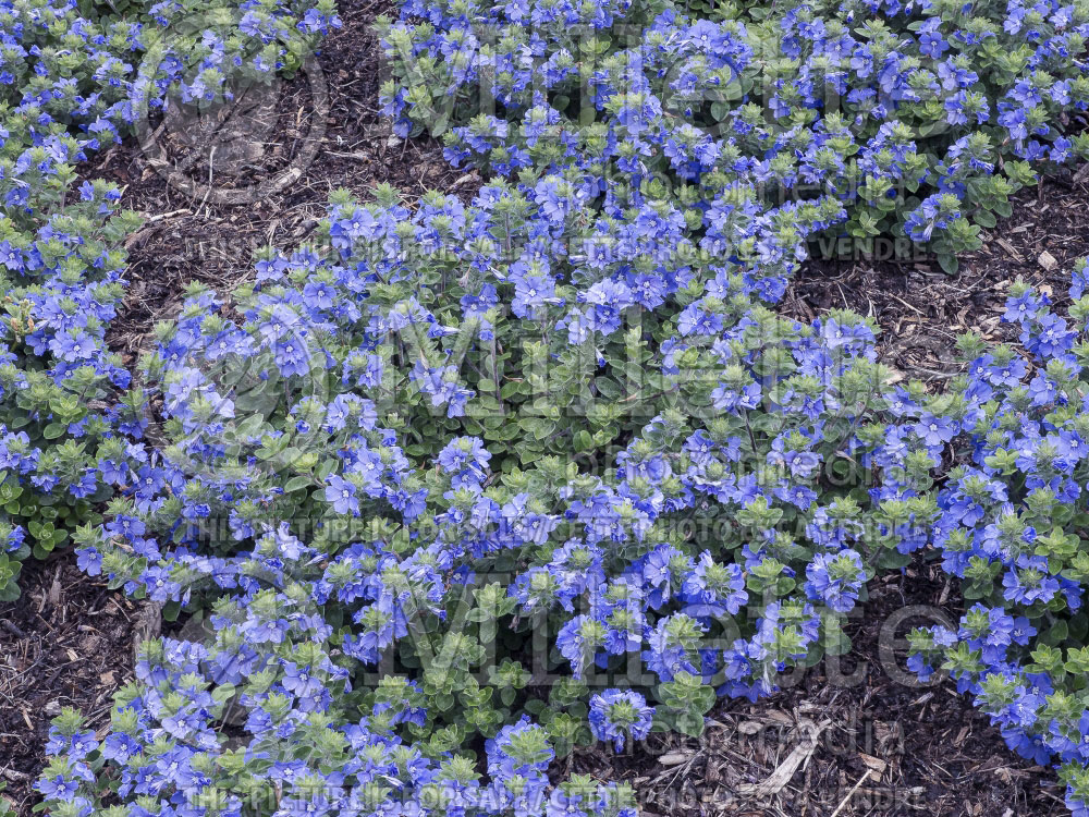 blue my evolvulus blue my mind morning 3 blue my evolvulus blue my mind morning 3