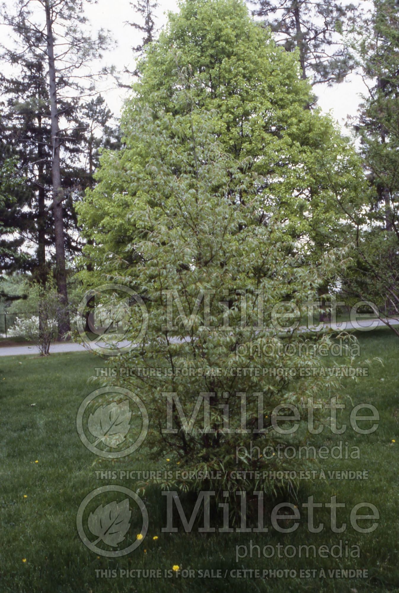 Fagus Asplenifolia (Fern leaf Beech) 2