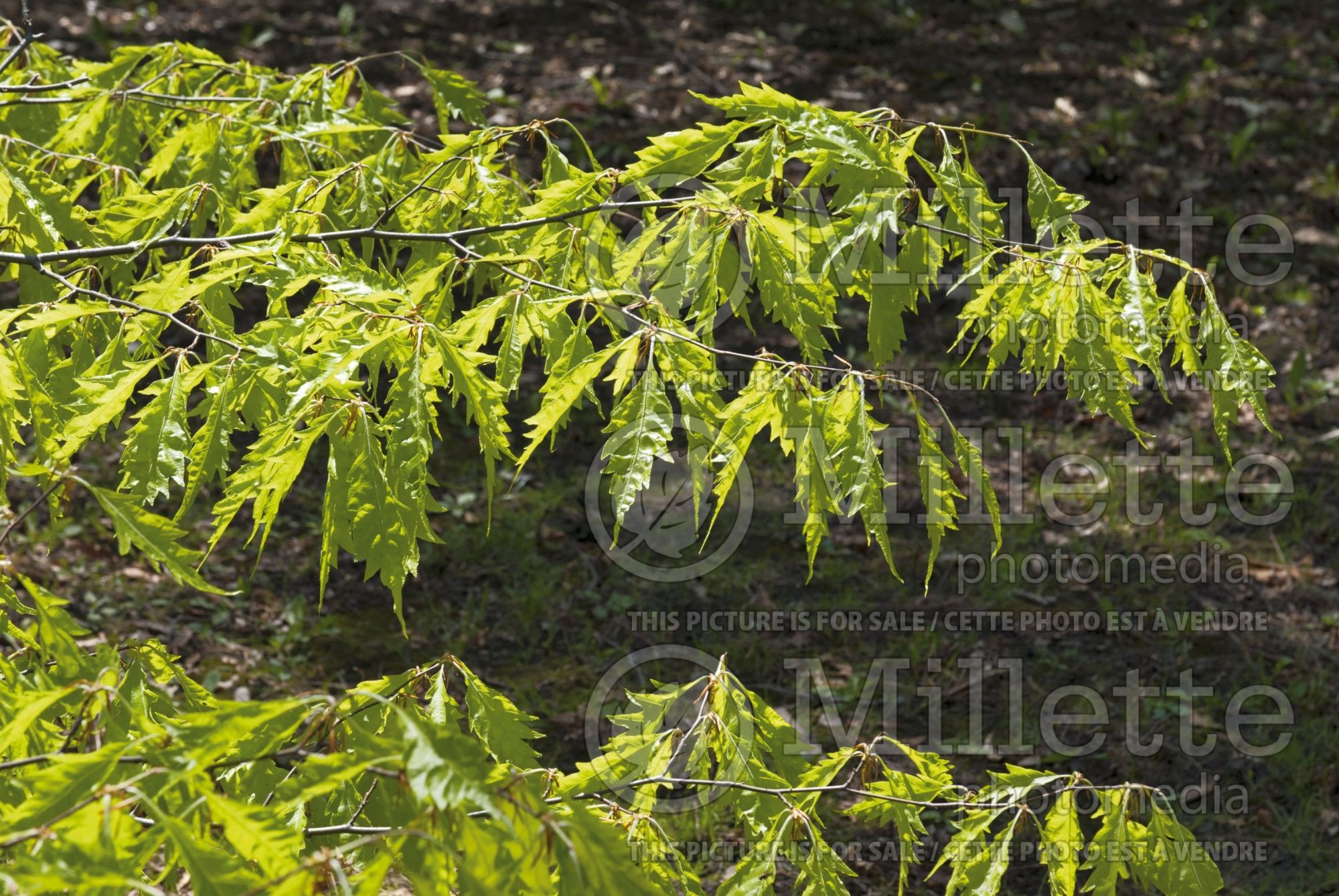 Fagus Asplenifolia (Fern leaf Beech) 1