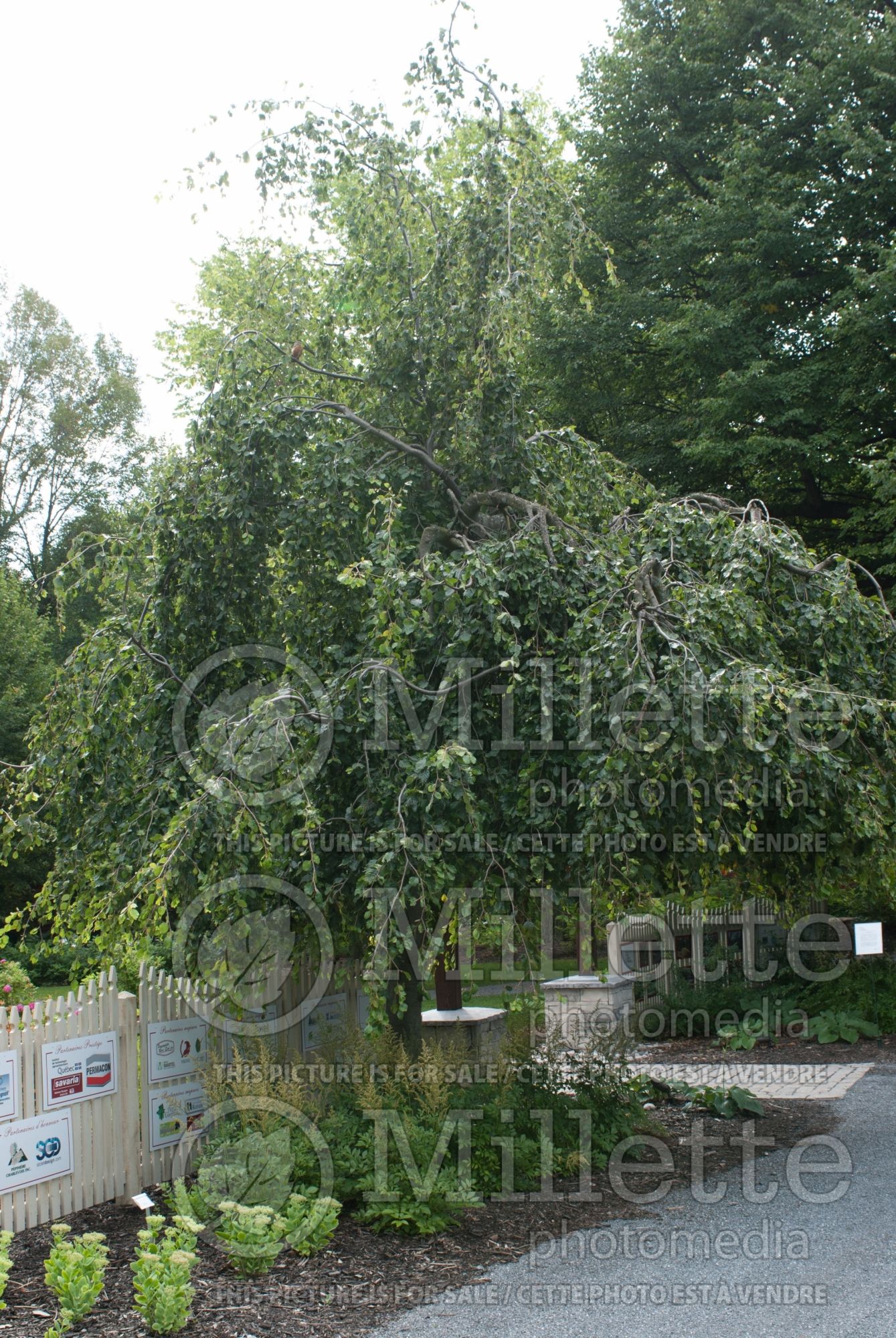 Fagus Pendula (Beech) 7