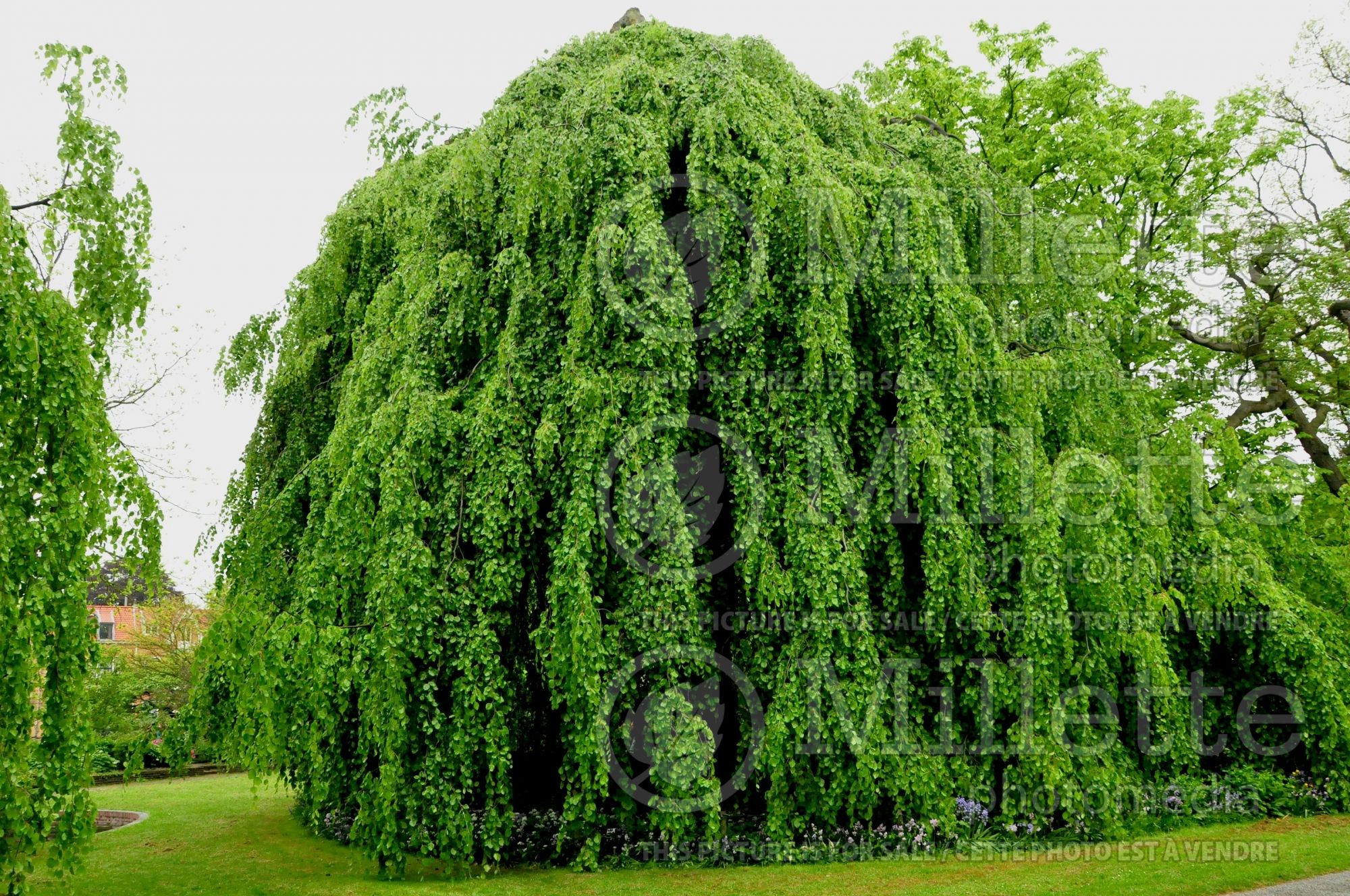 Fagus Pendula (Beech) 8