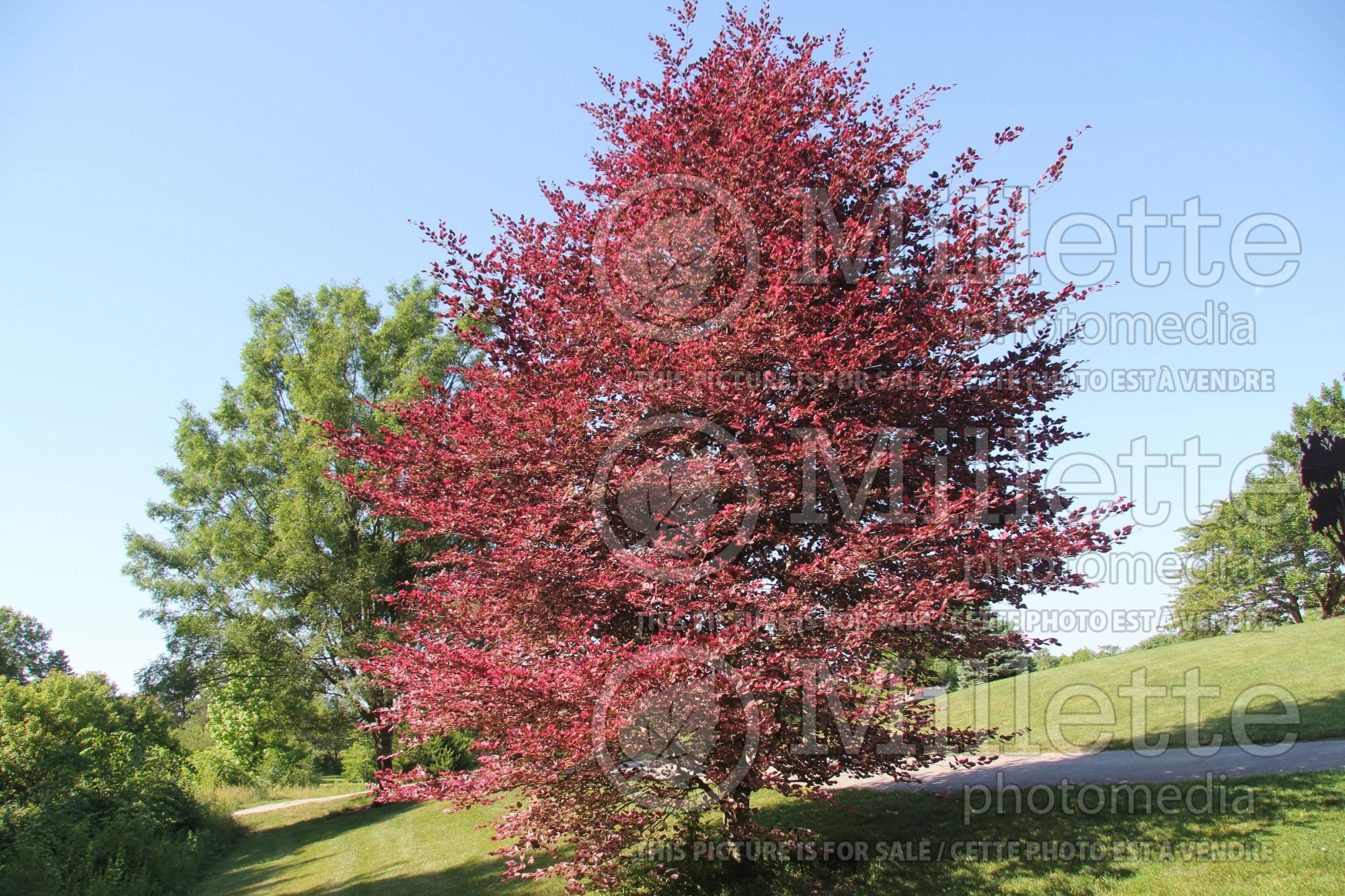 Fagus Purpurea Tricolor aka Roseomarginata (Beech) 3