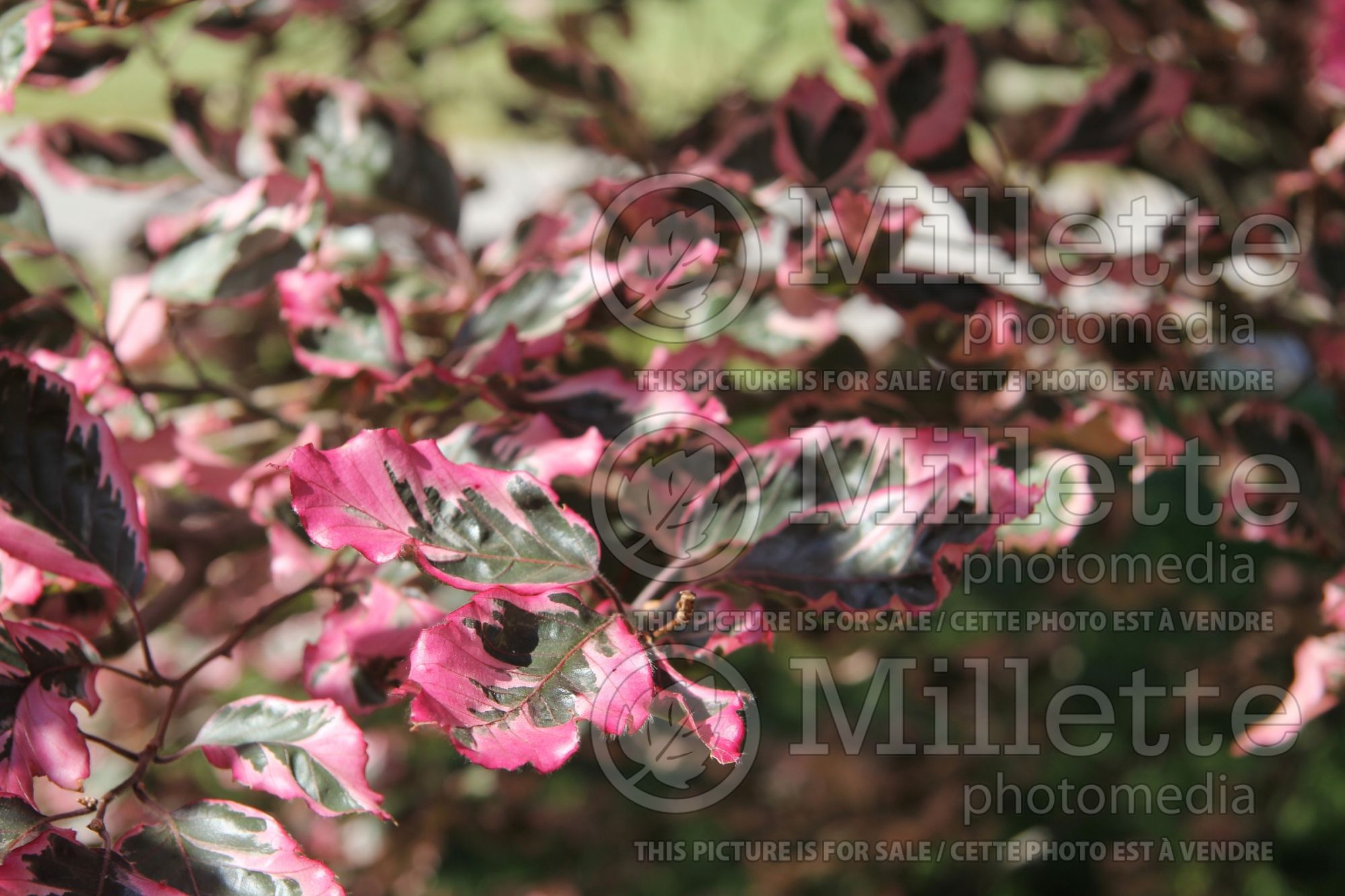 Fagus Purpurea Tricolor aka Roseomarginata (Beech) 4