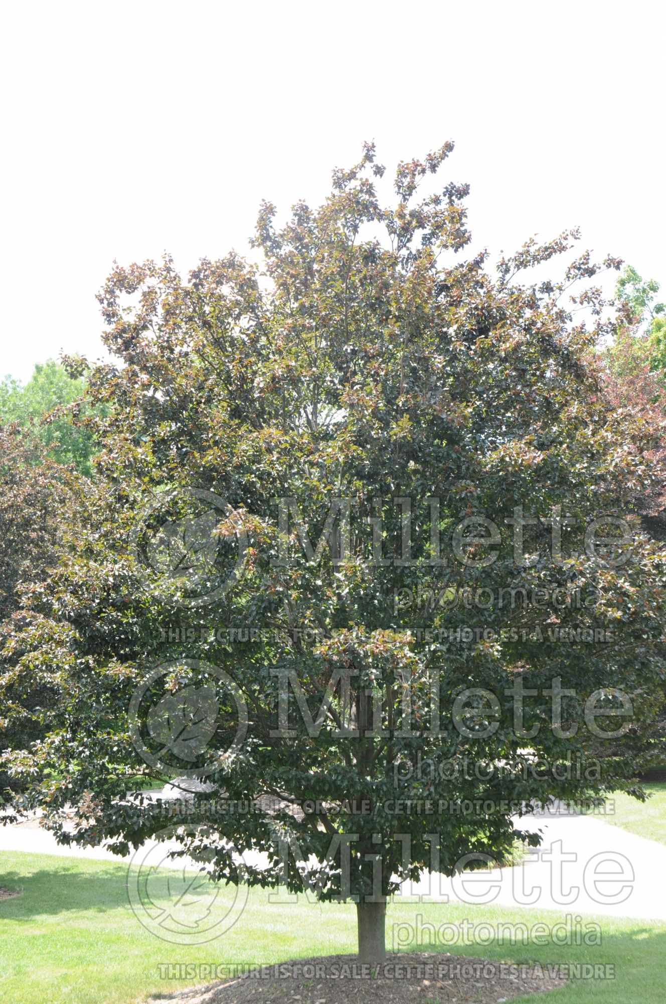Fagus Rohanii (Beech) 5