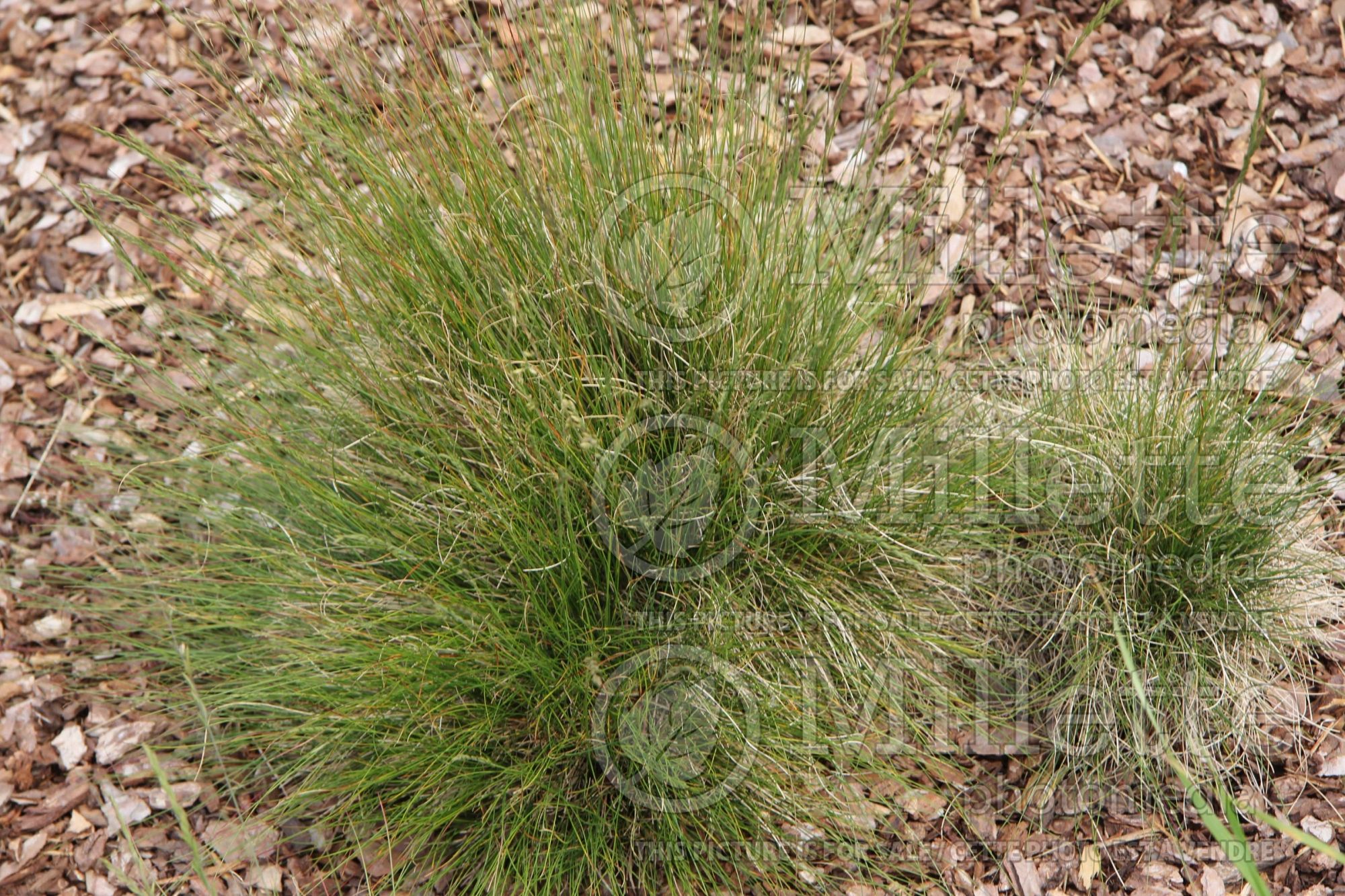 Festuca filiformis (fine-leaf sheep fescue grass) 1