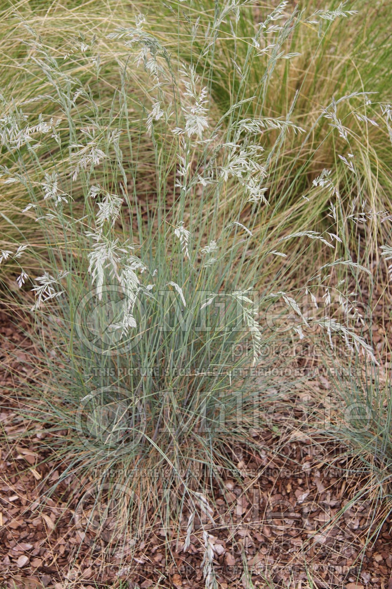 Festuca longifolia (blue fescue grass) 1