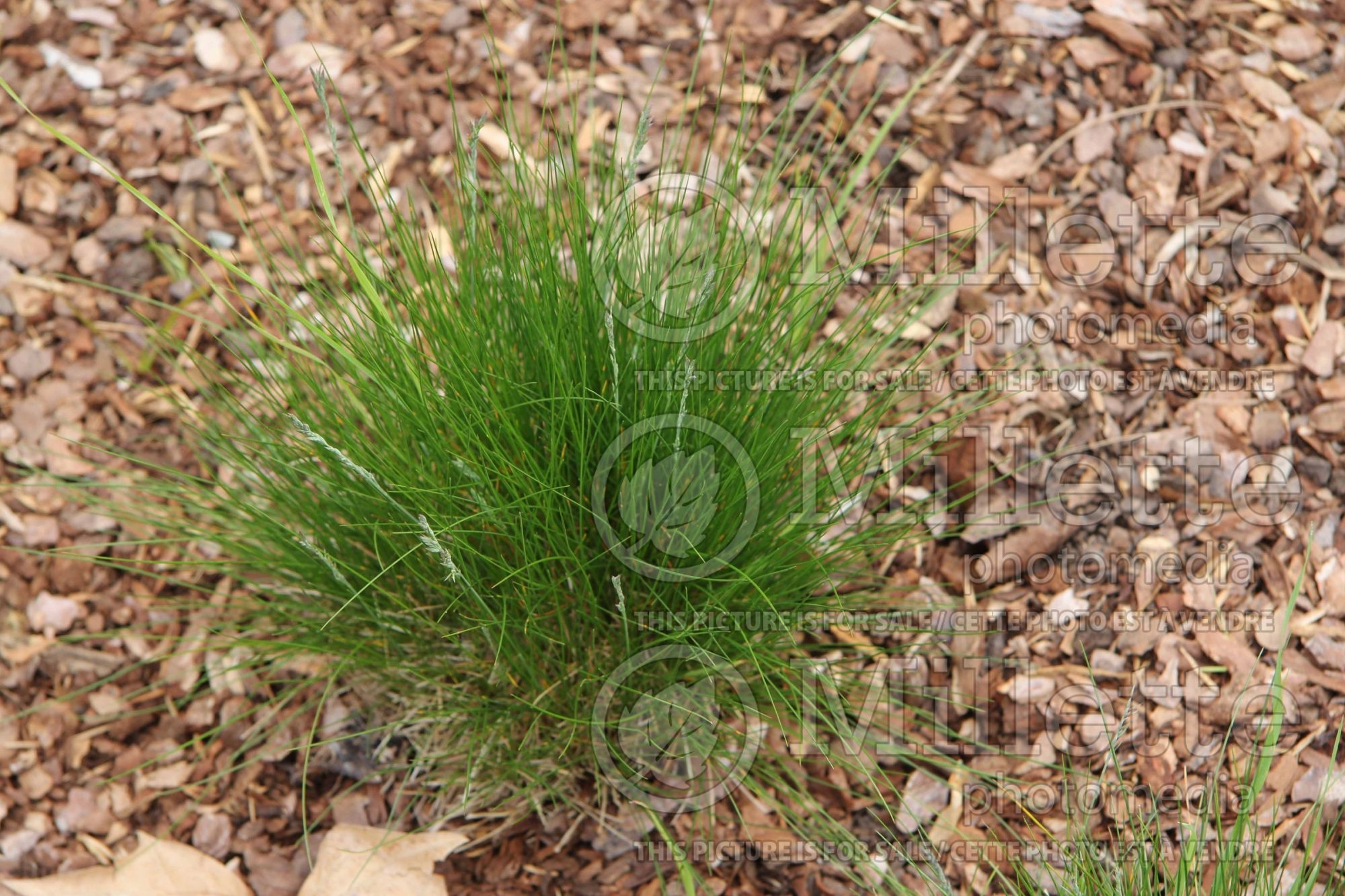 Festuca magellanica (fescue grass) 1