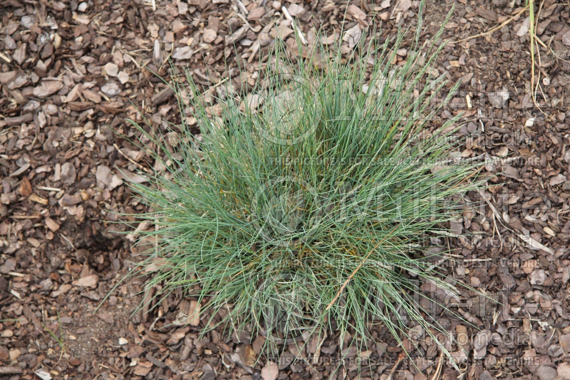 Festuca ovina (sheep fescue grass) 1