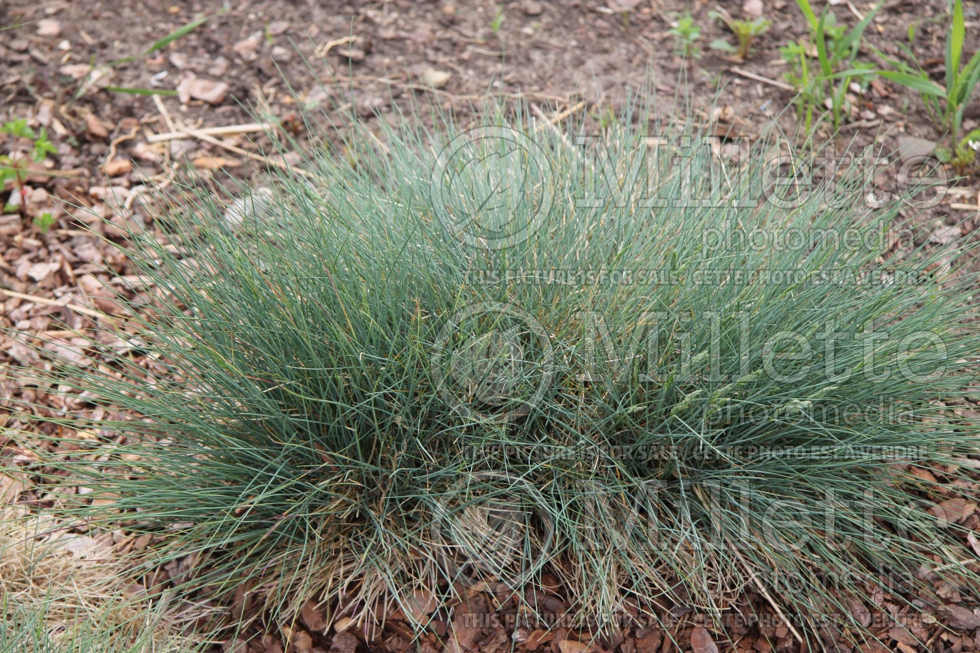 Festuca ovina (sheep fescue grass) 2