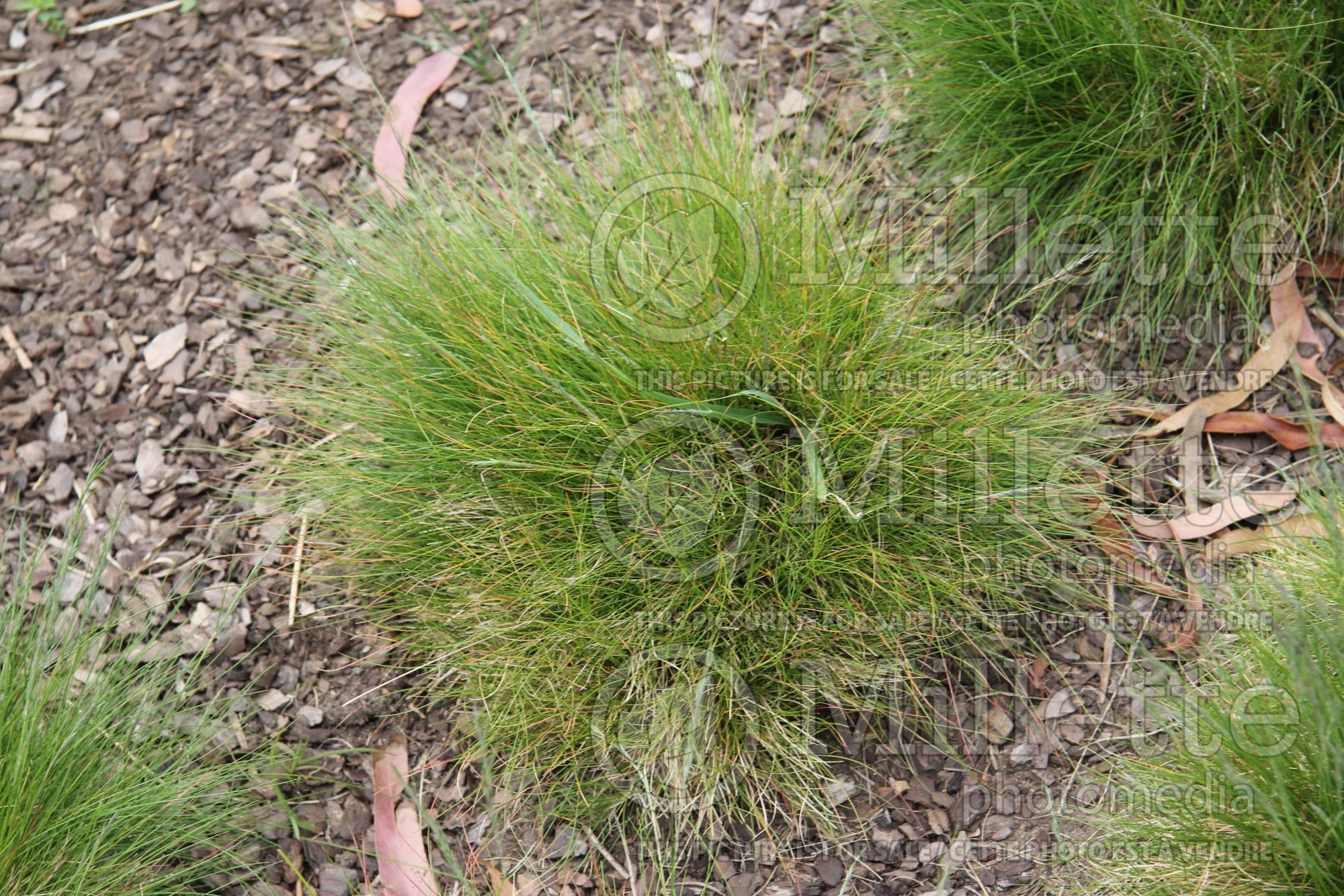 Festuca vivipara (viviparous fescue grass) 1