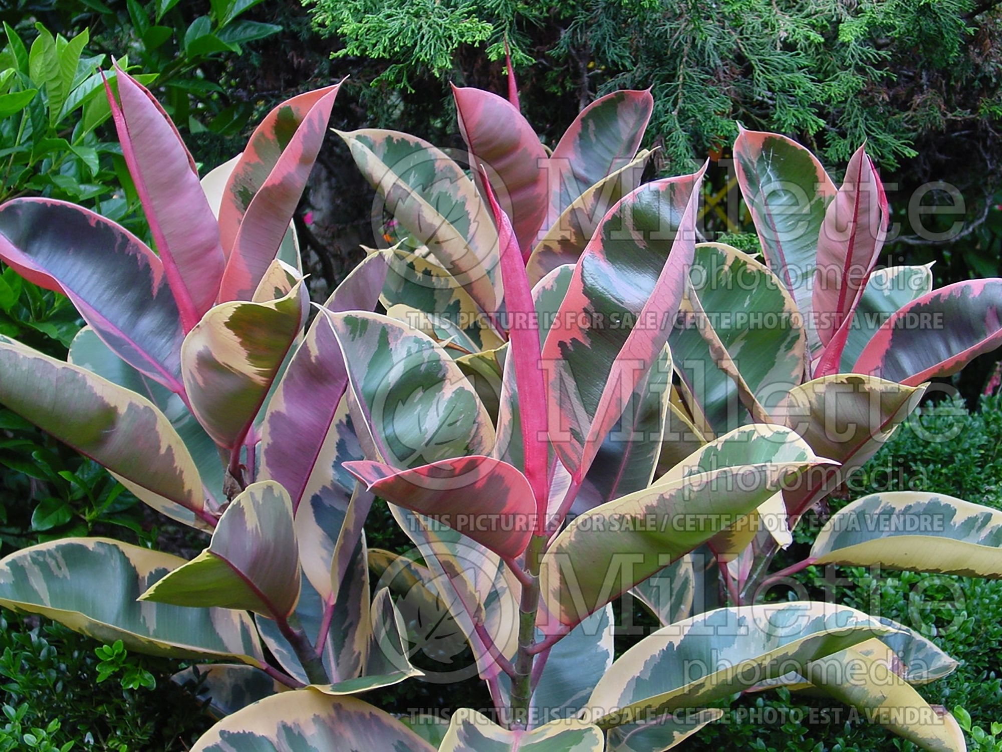 Ficus Ruby (rubber plant) 2