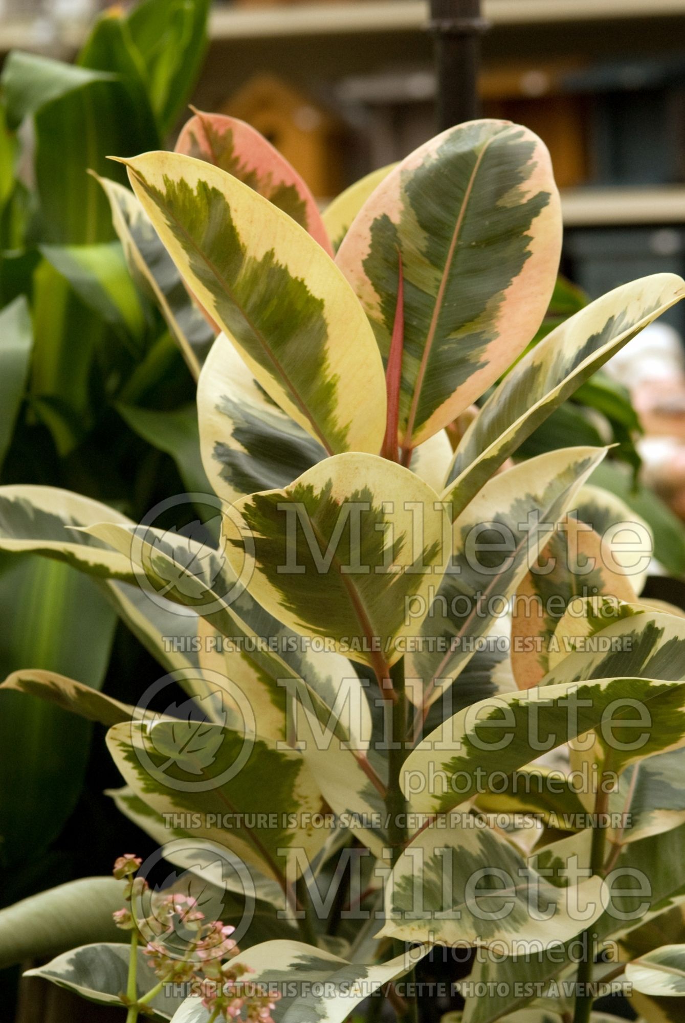 Ficus Sylvie aka Tinneke (rubber plant) 1