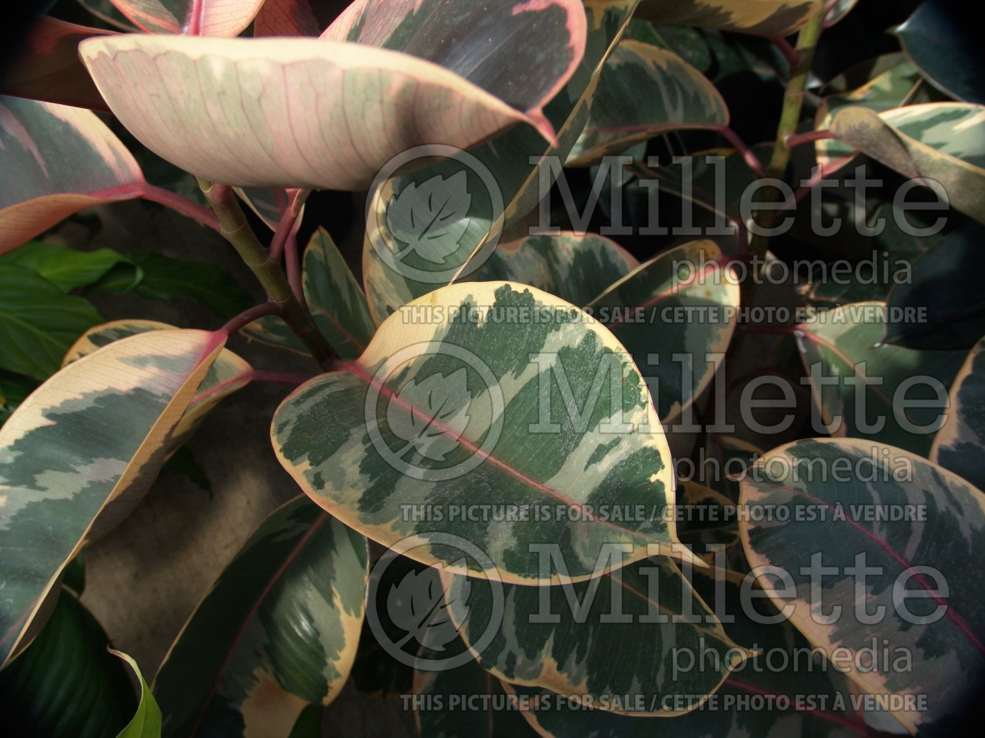 Ficus Variegata (rubber plant) 1
