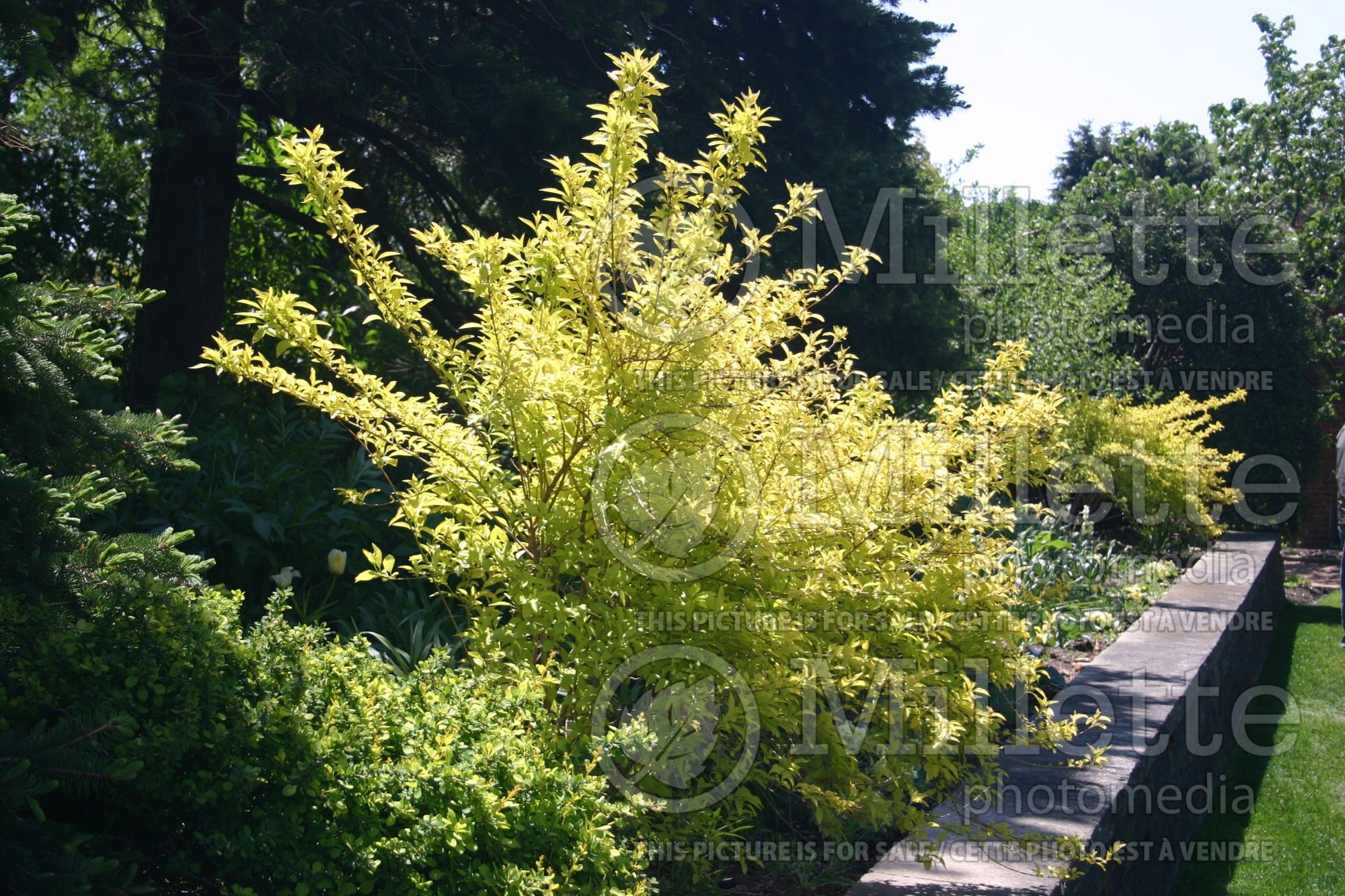 Forsythia Gold Leaf (Forsythia) 1
