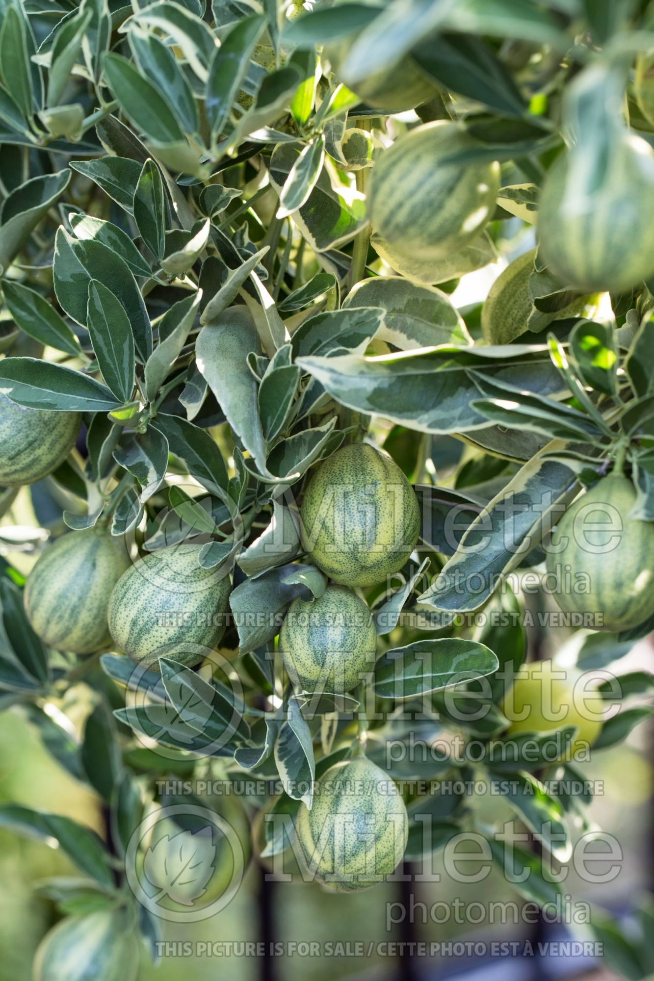 Fortunella Centennial (Kumquat) 1