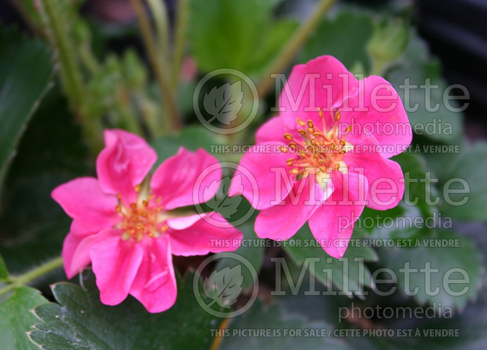 Fragaria Pink Panda (Ornamental strawberry) 3