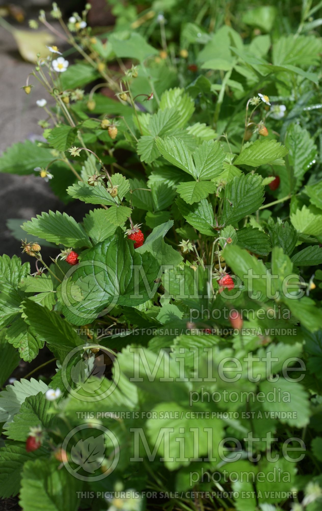Fragaria Alexandria (Strawberry) 2