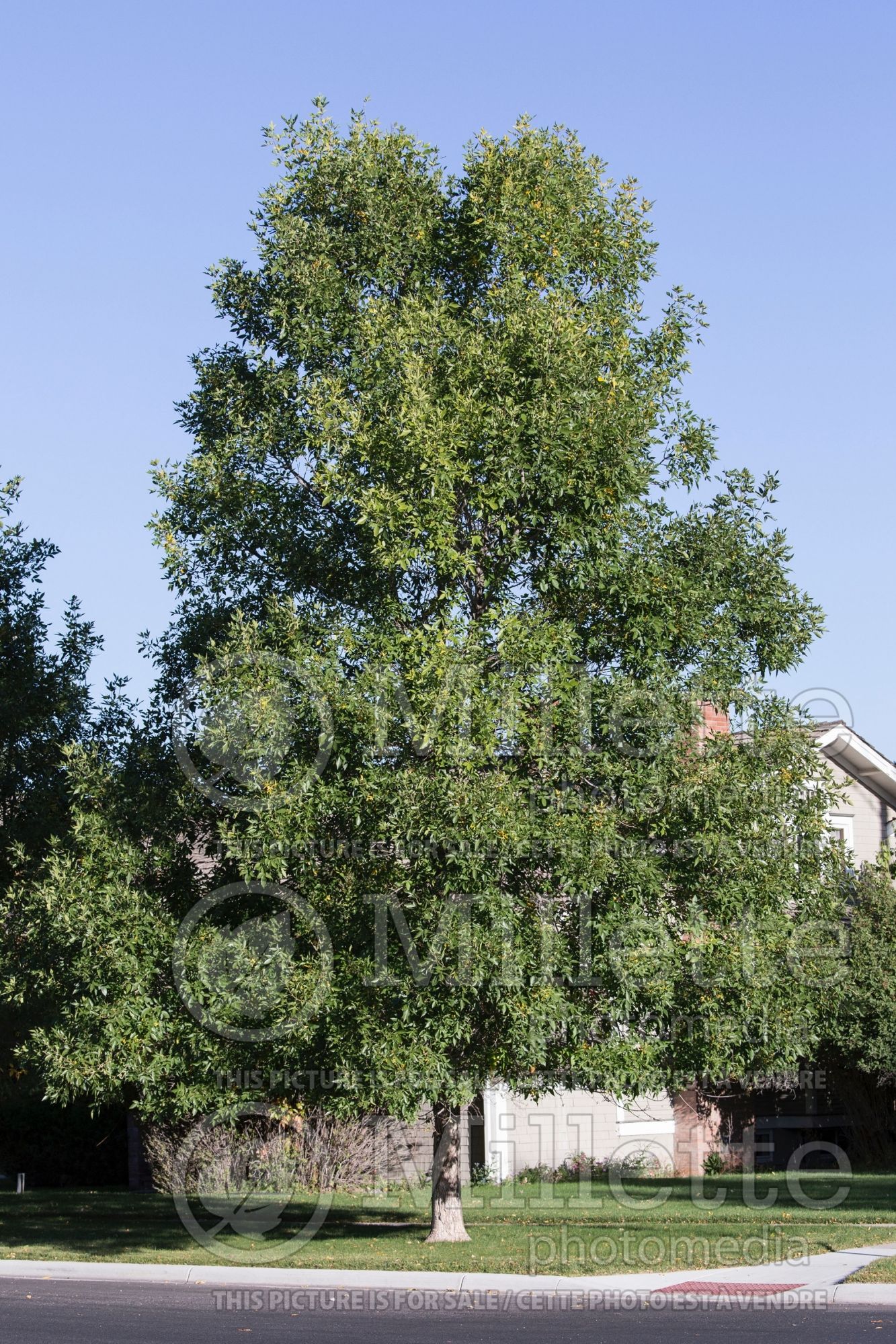 Fraxinus Summit (green ash) 1