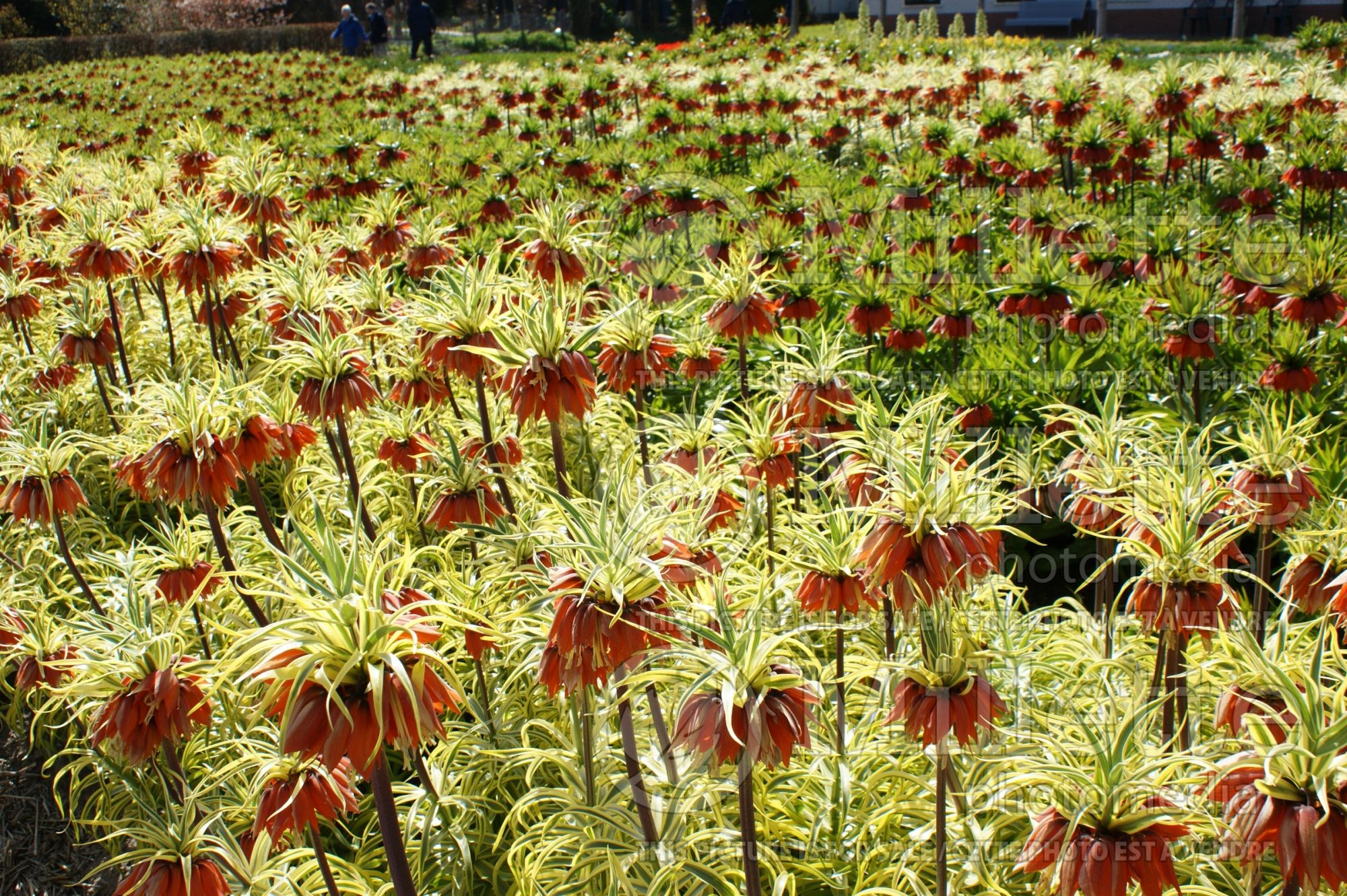 Fritillaria Aureomarginata (Persian Lily) 2