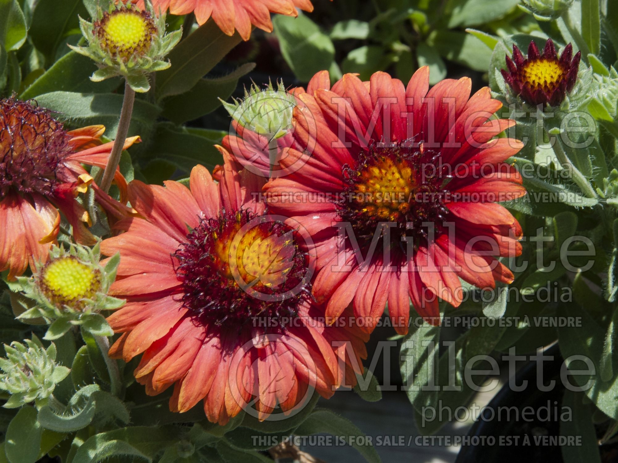 Gaillardia Arizona Red Shades (Blanket flower) 7