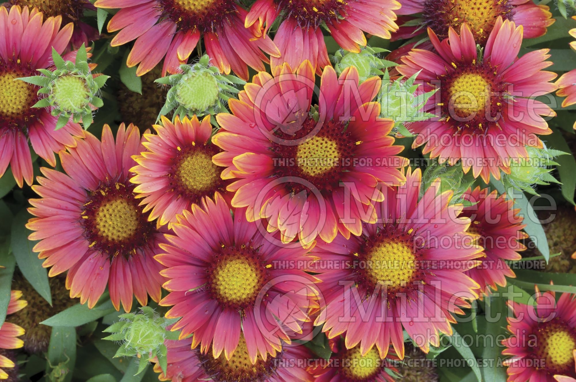 Gaillardia Arizona Red Shades (Blanket flower) 3