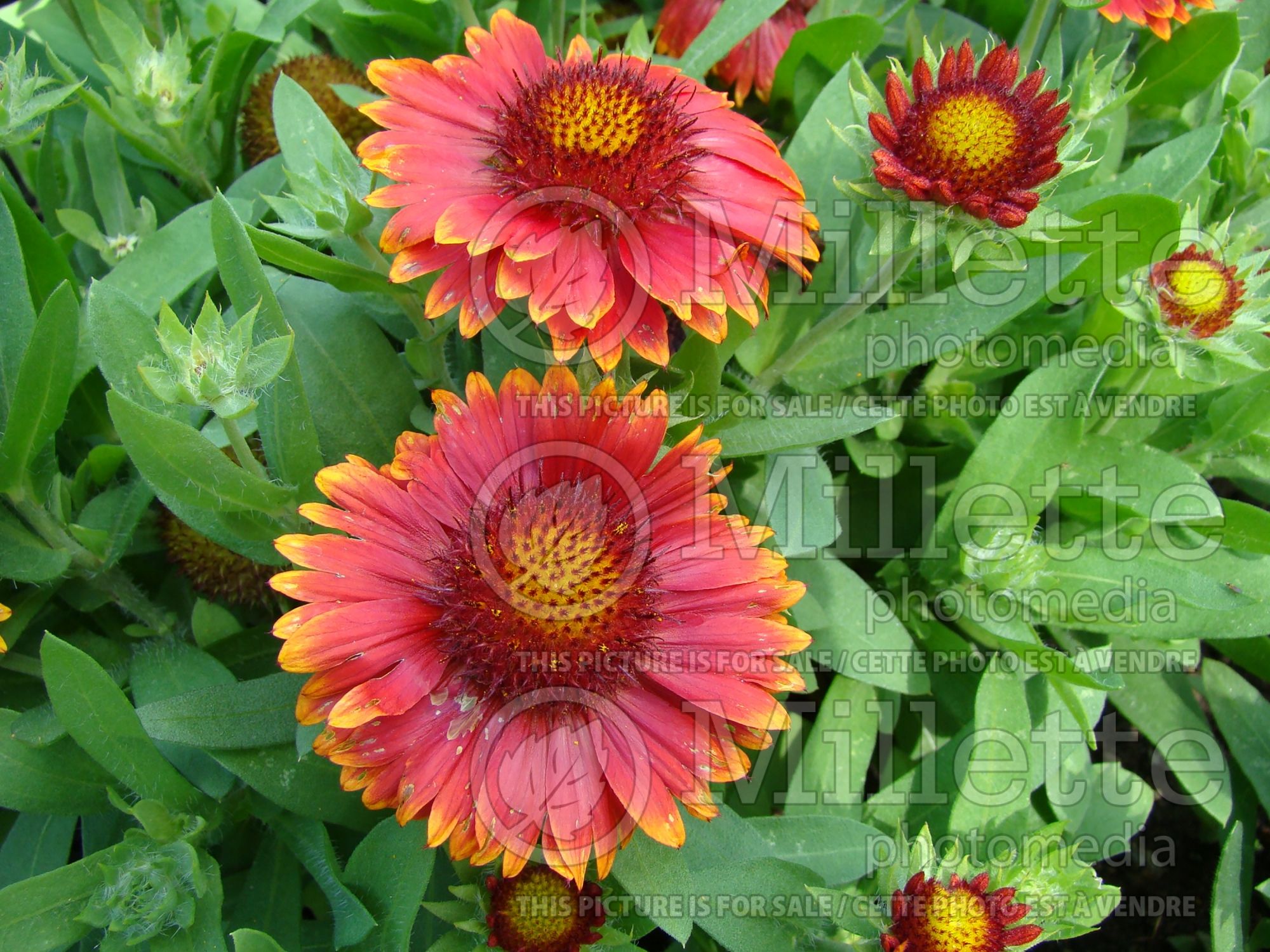 Gaillardia Arizona Red Shades (Blanket flower) 4