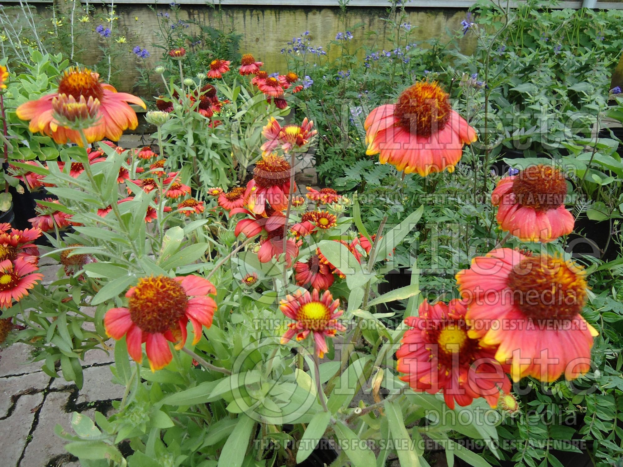 Gaillardia Arizona Red Shades (Blanket flower) 5