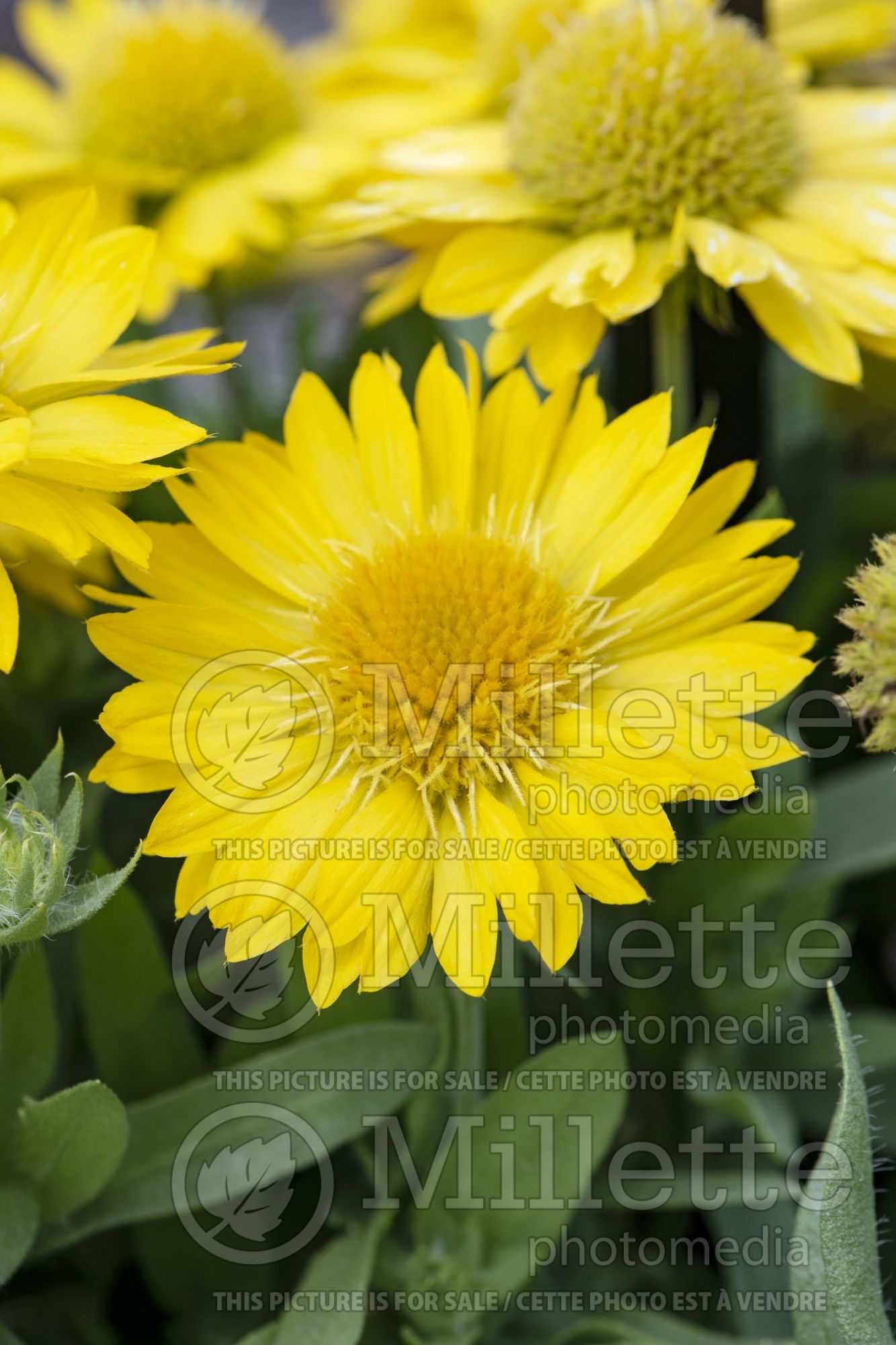 Gaillardia Lunar Gold Moon (blanket flower) 1