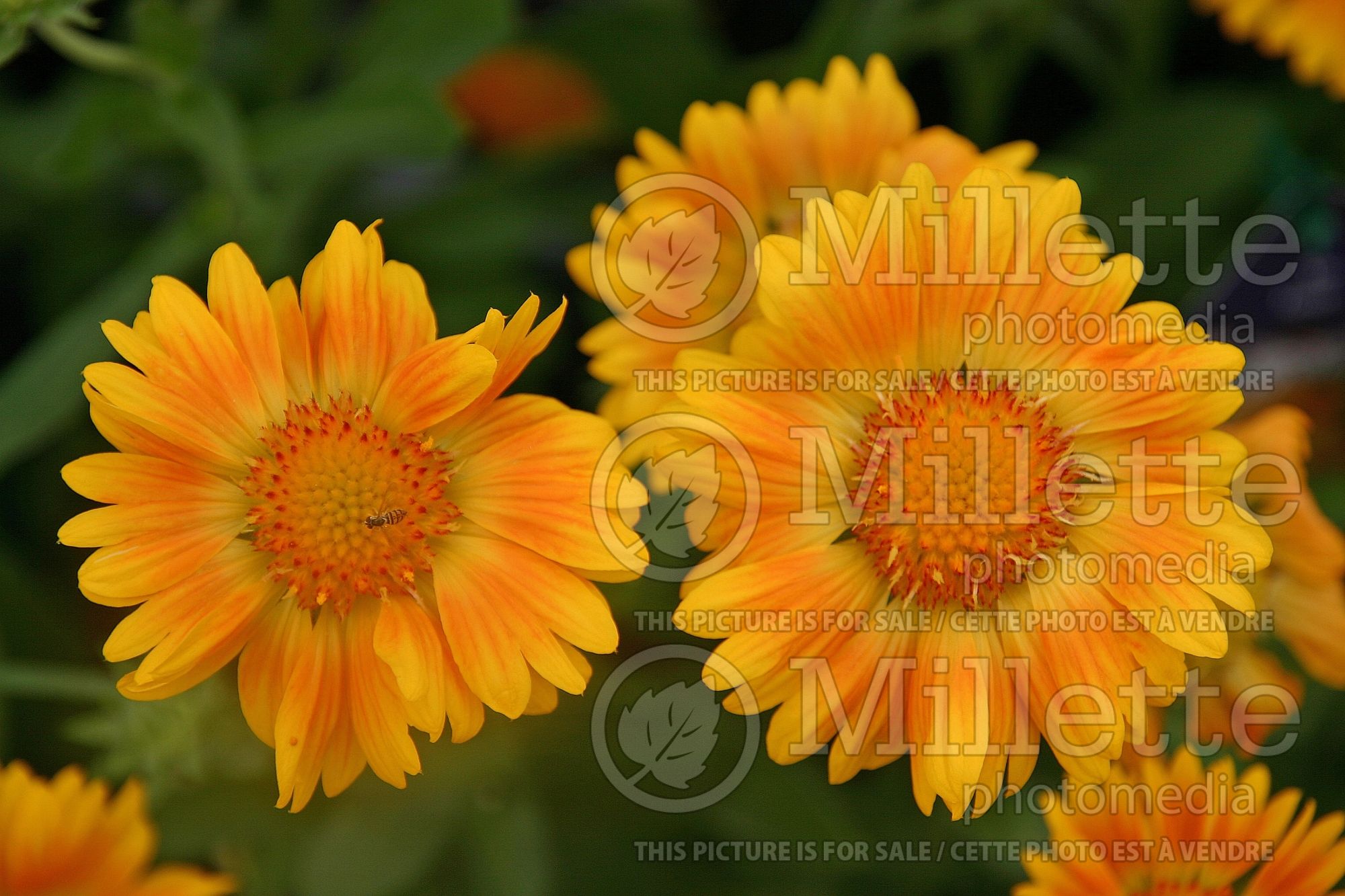 Gaillardia Oranges and Lemons (Blanket Flower) 2