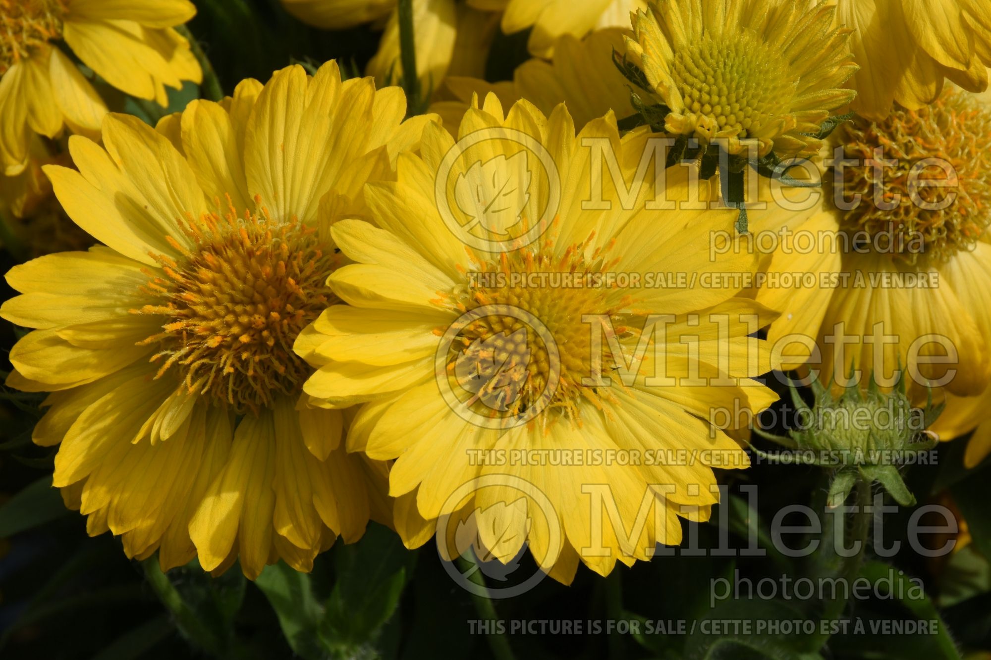 Gaillardia Heat it Up Yellow (Blanket Flower) 1