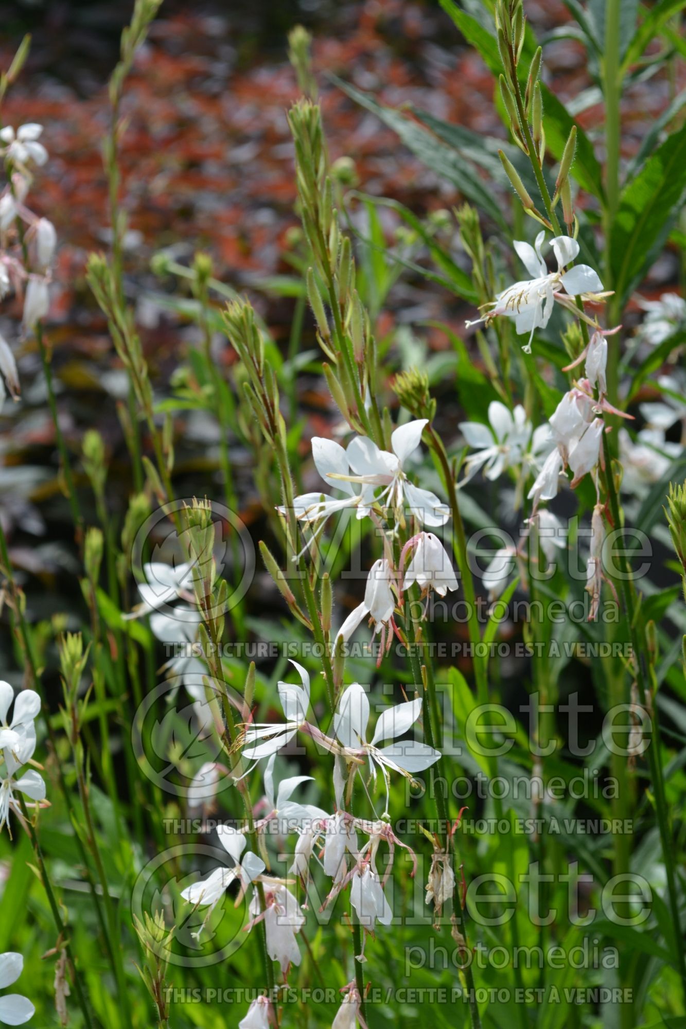 Gaura Whirling Butterflies (Gaura) 9