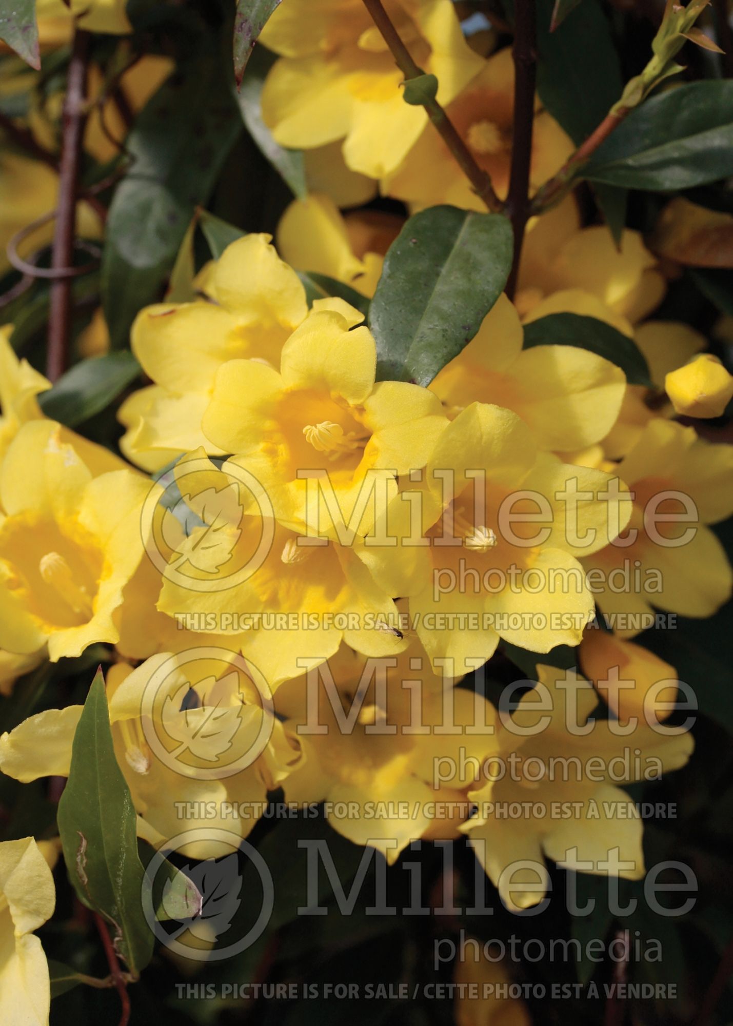 Gelsemium sempervirens (false jasmine or false jessamine) 6