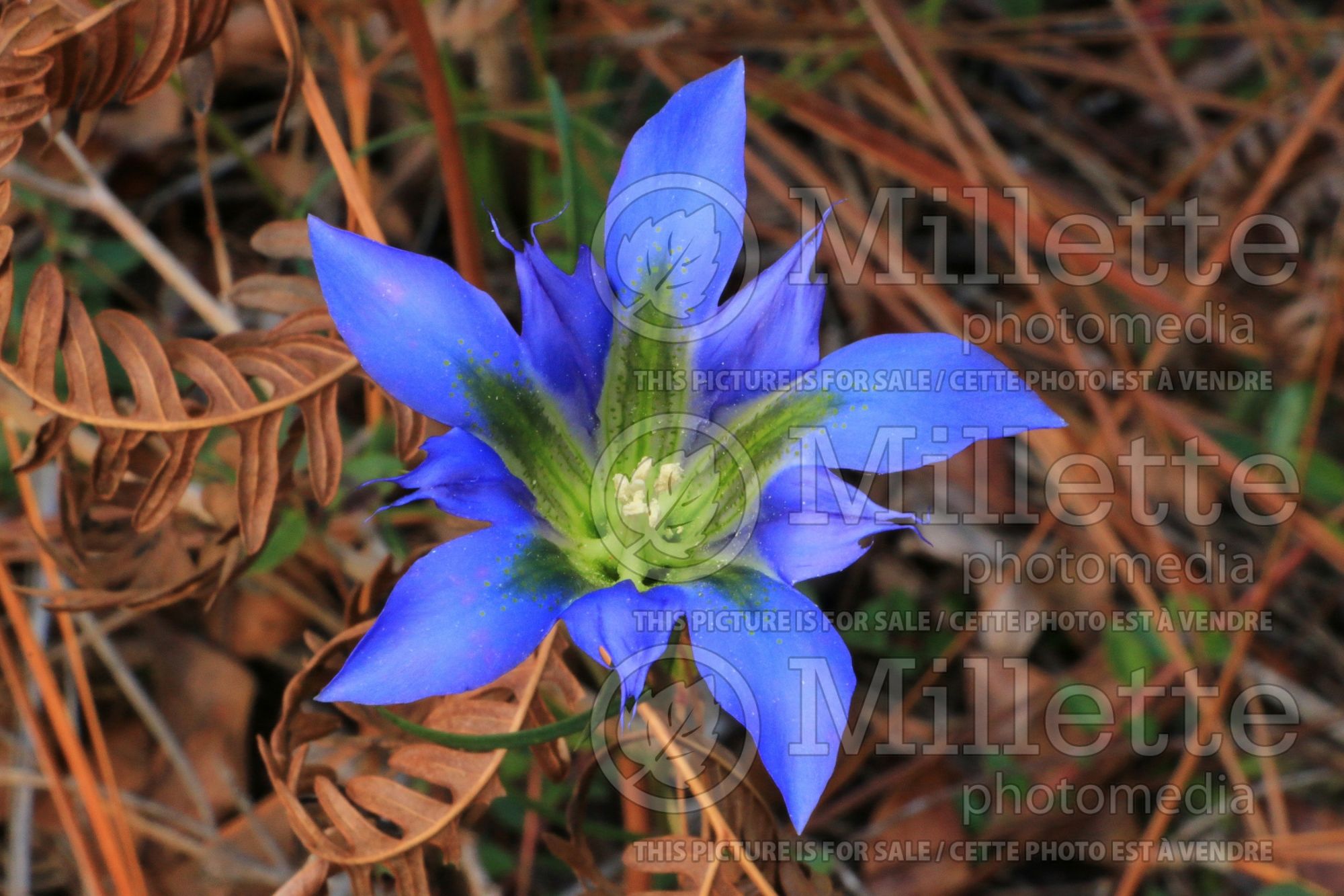 Gentiana autumnalis (pine barren gentian) 1