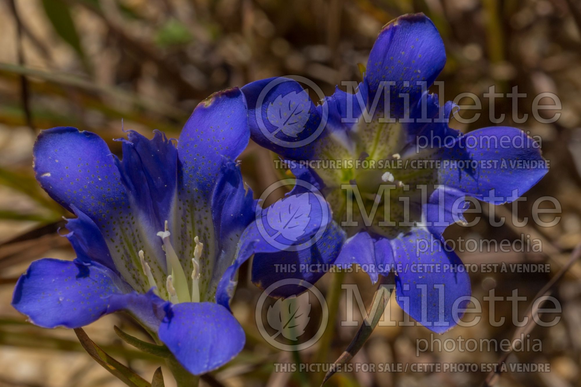 Gentiana autumnalis (pine barren gentian) 3