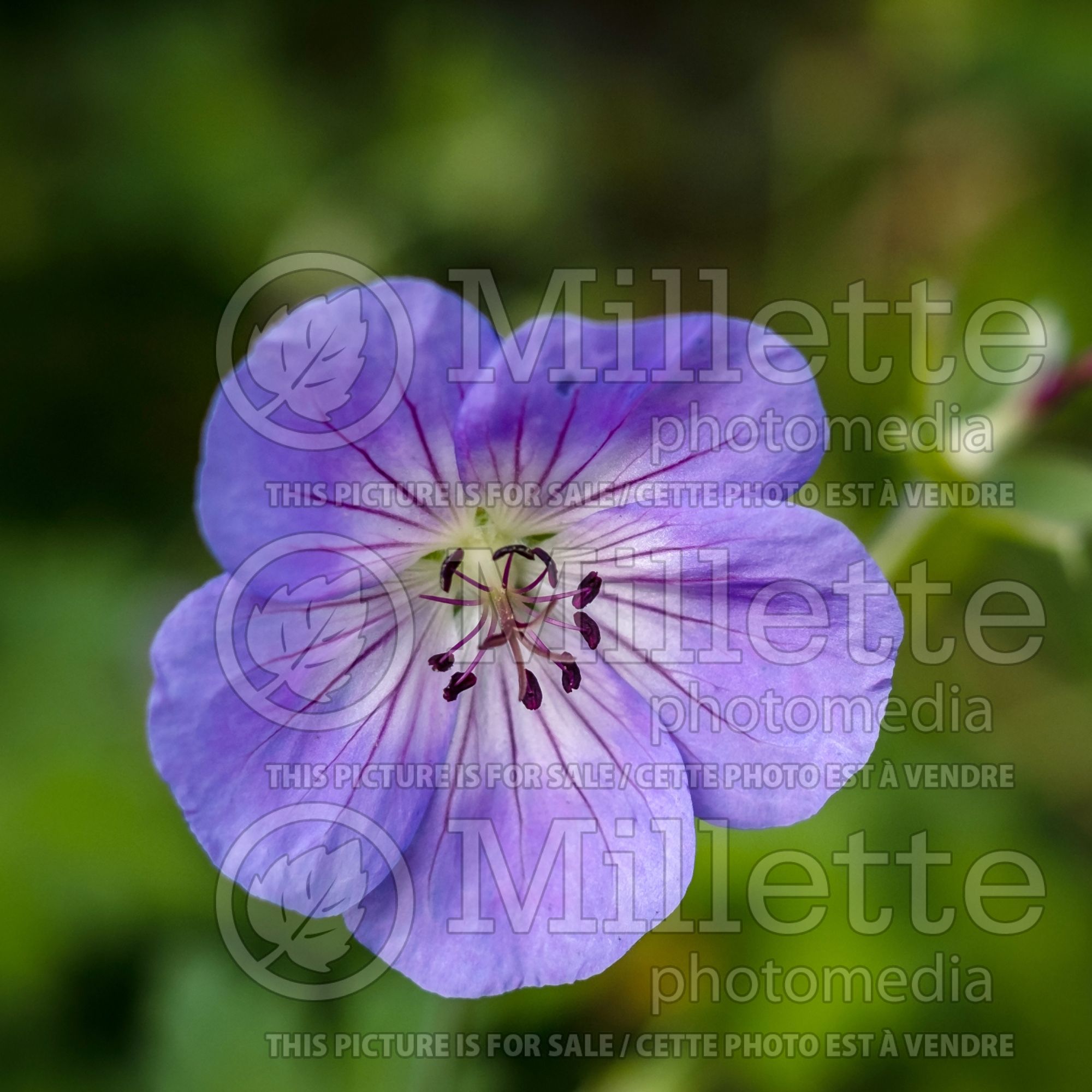 Geranium Azure Rush (Pelargonium Geranium) 1