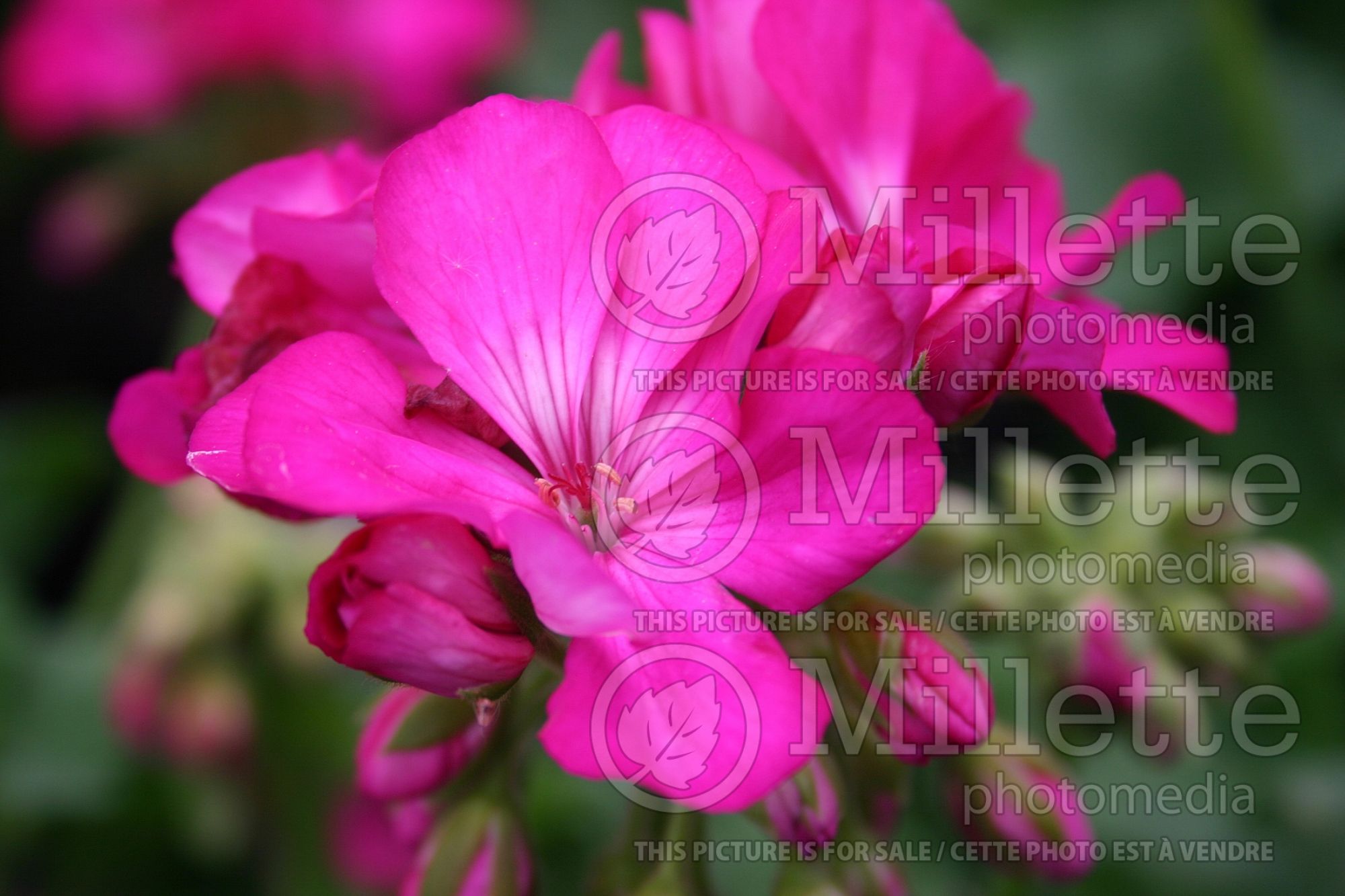 Geranium Maestro Deep Lavender (Pelargonium Geranium) 1