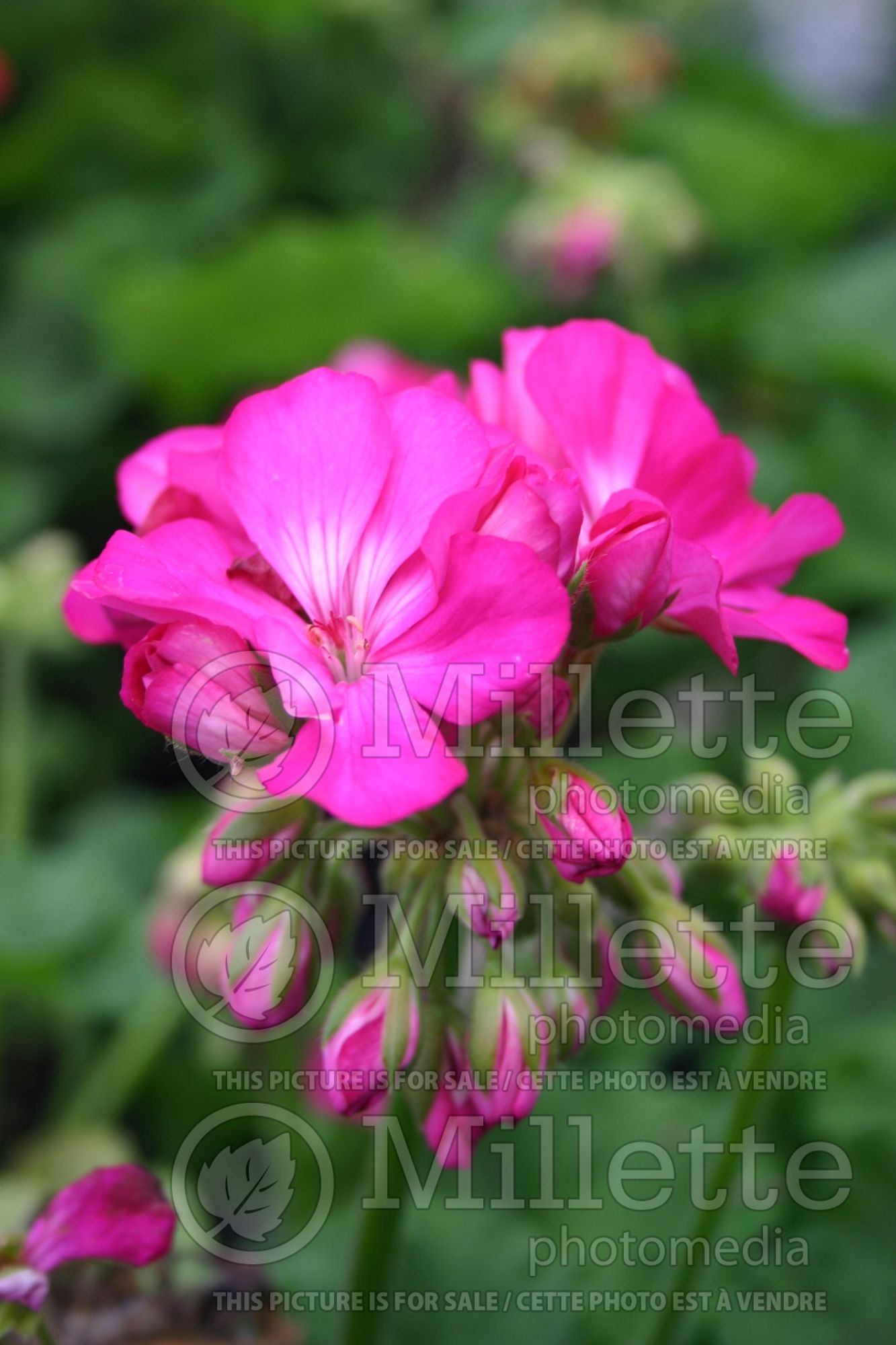 Geranium Maestro Deep Lavender (Pelargonium Geranium) 2