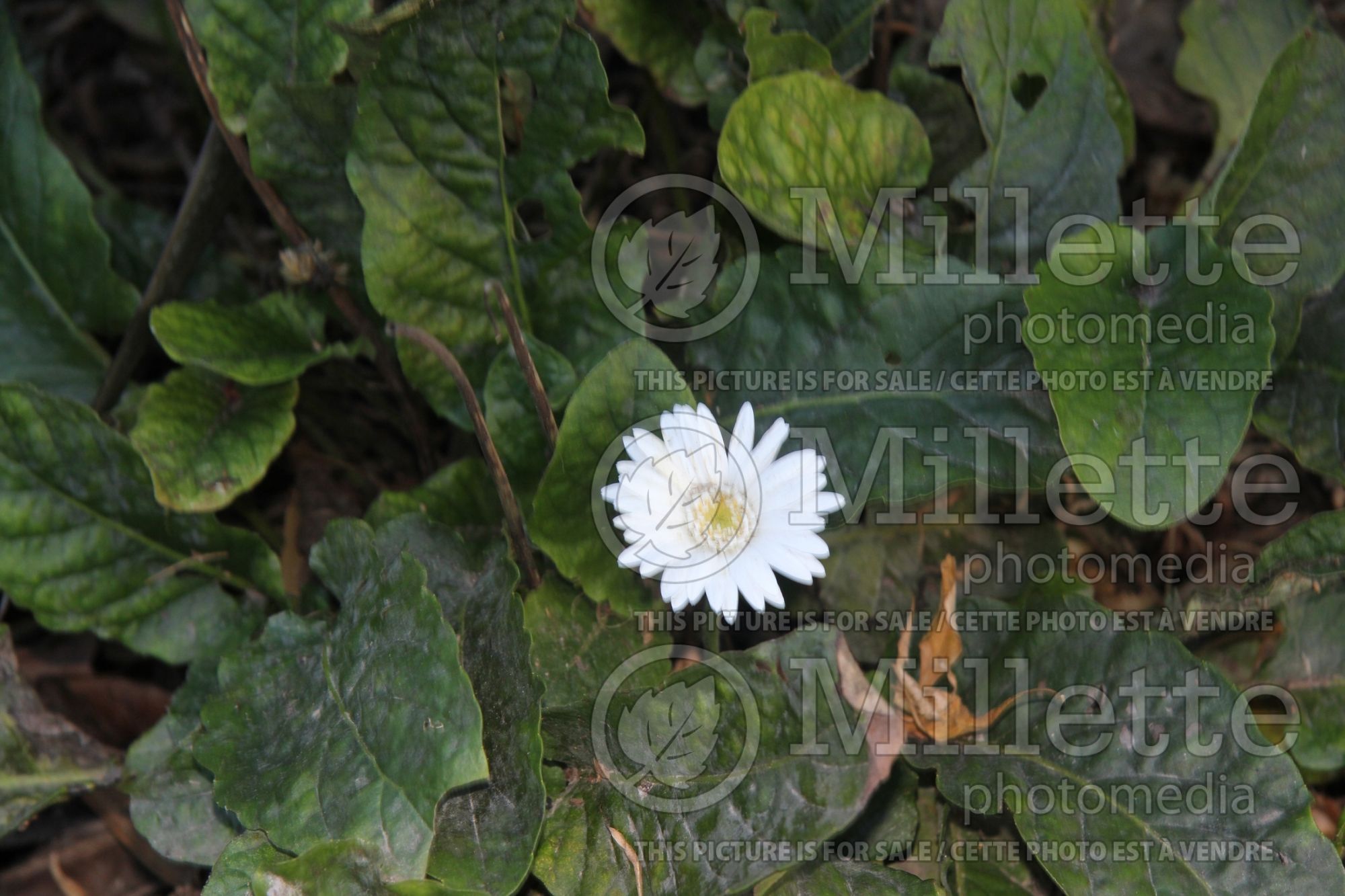 Gerbera Drakensberg White (Gerbera) 1