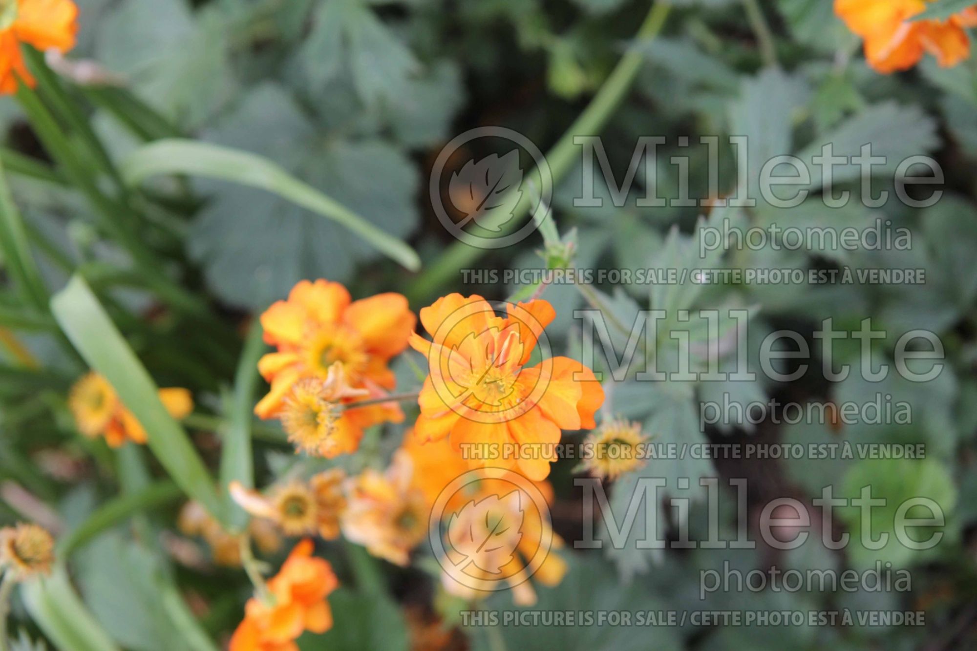 Geum Fireball (Avens, Geum) 5