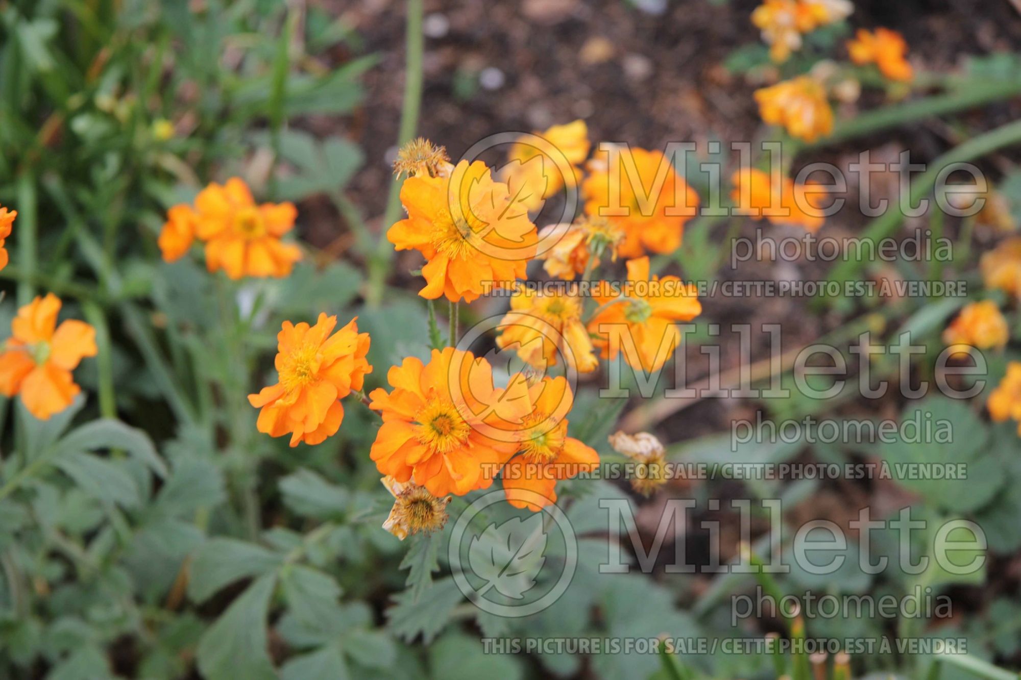 Geum Fireball (Avens, Geum) 6