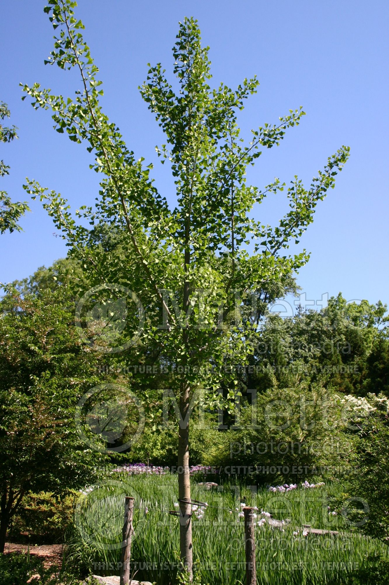 Ginkgo biloba (Ginkgo) 13
