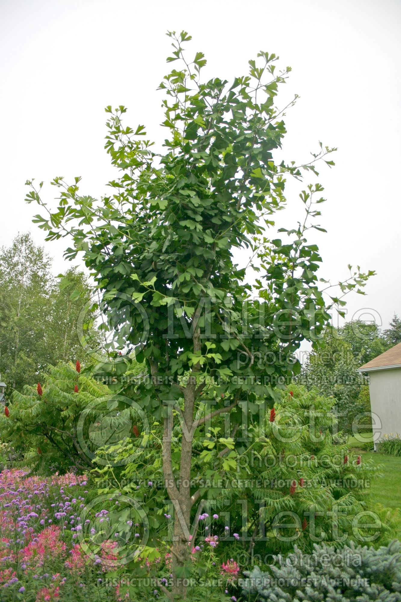 Ginkgo biloba (Ginkgo) 14