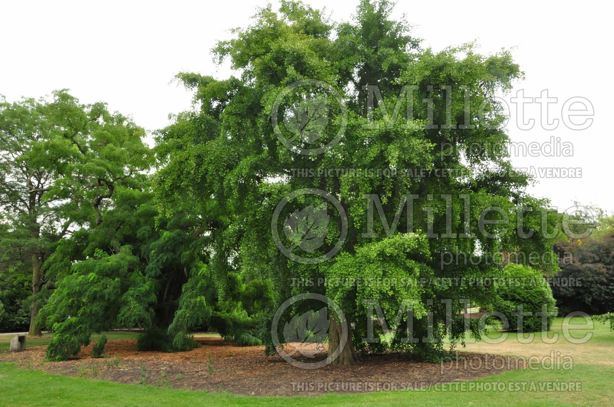 Ginkgo biloba (Ginkgo) 17