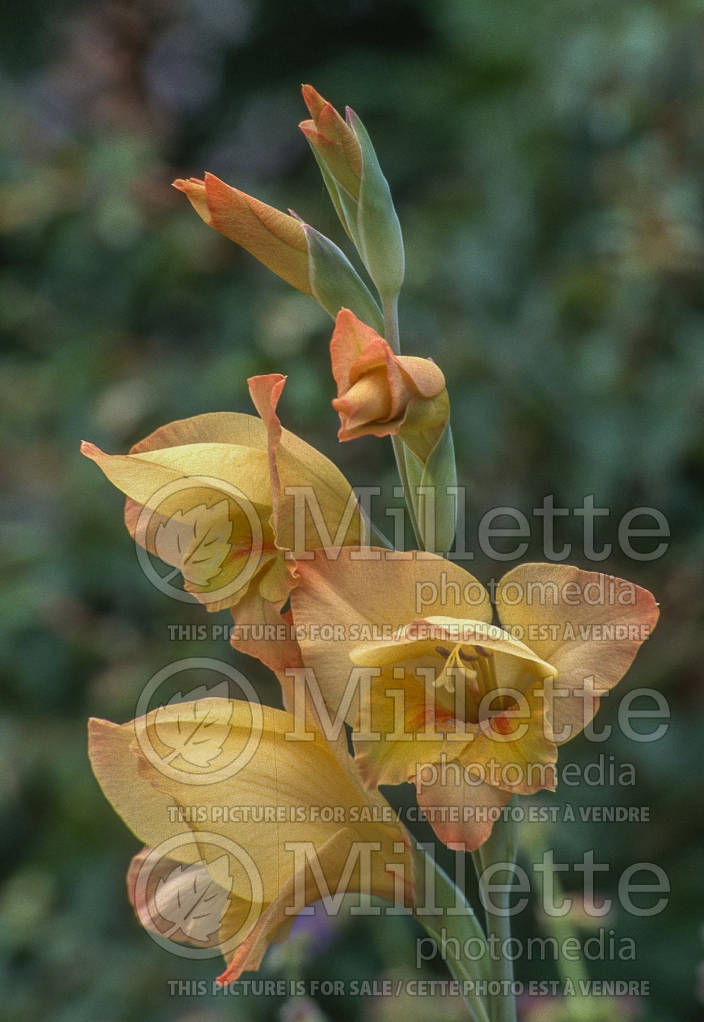 Gladiolus Boone (Gladiolus) 1